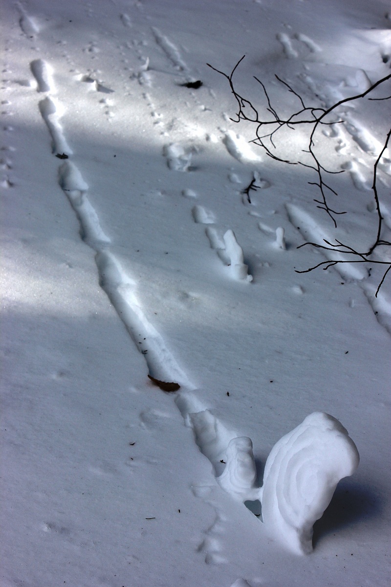 Race snails allìAbetone