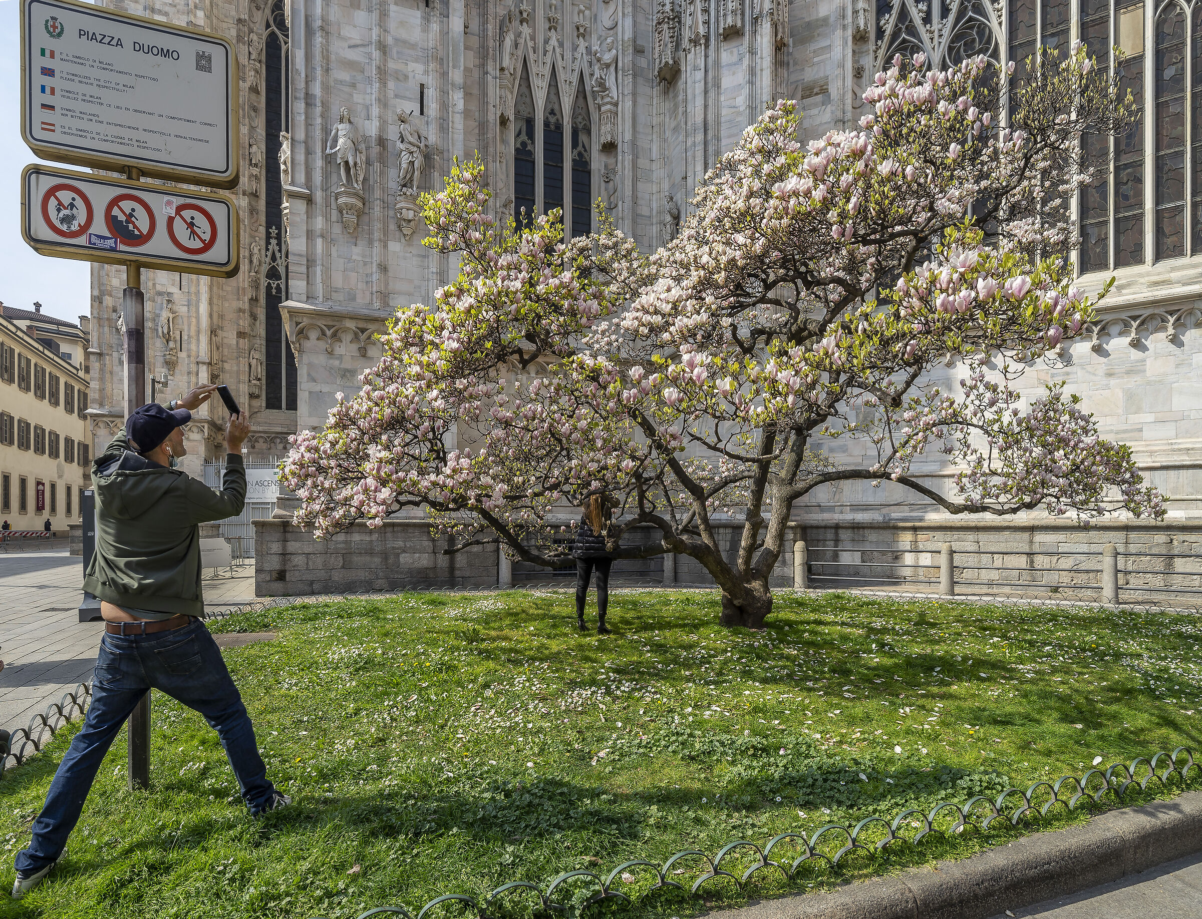 Fioritura della "Magnolia denudata" in Piazza Duom...