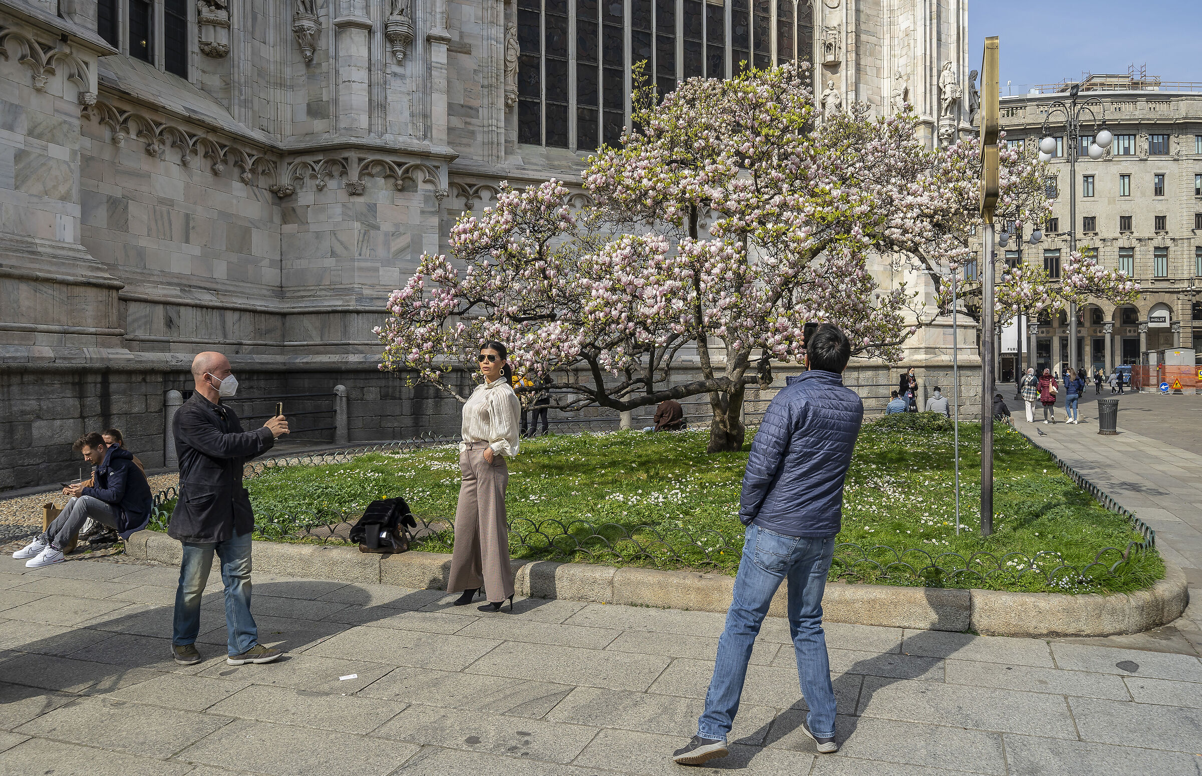 Fioritura della "Magnolia denudata" in Piazza Duom...