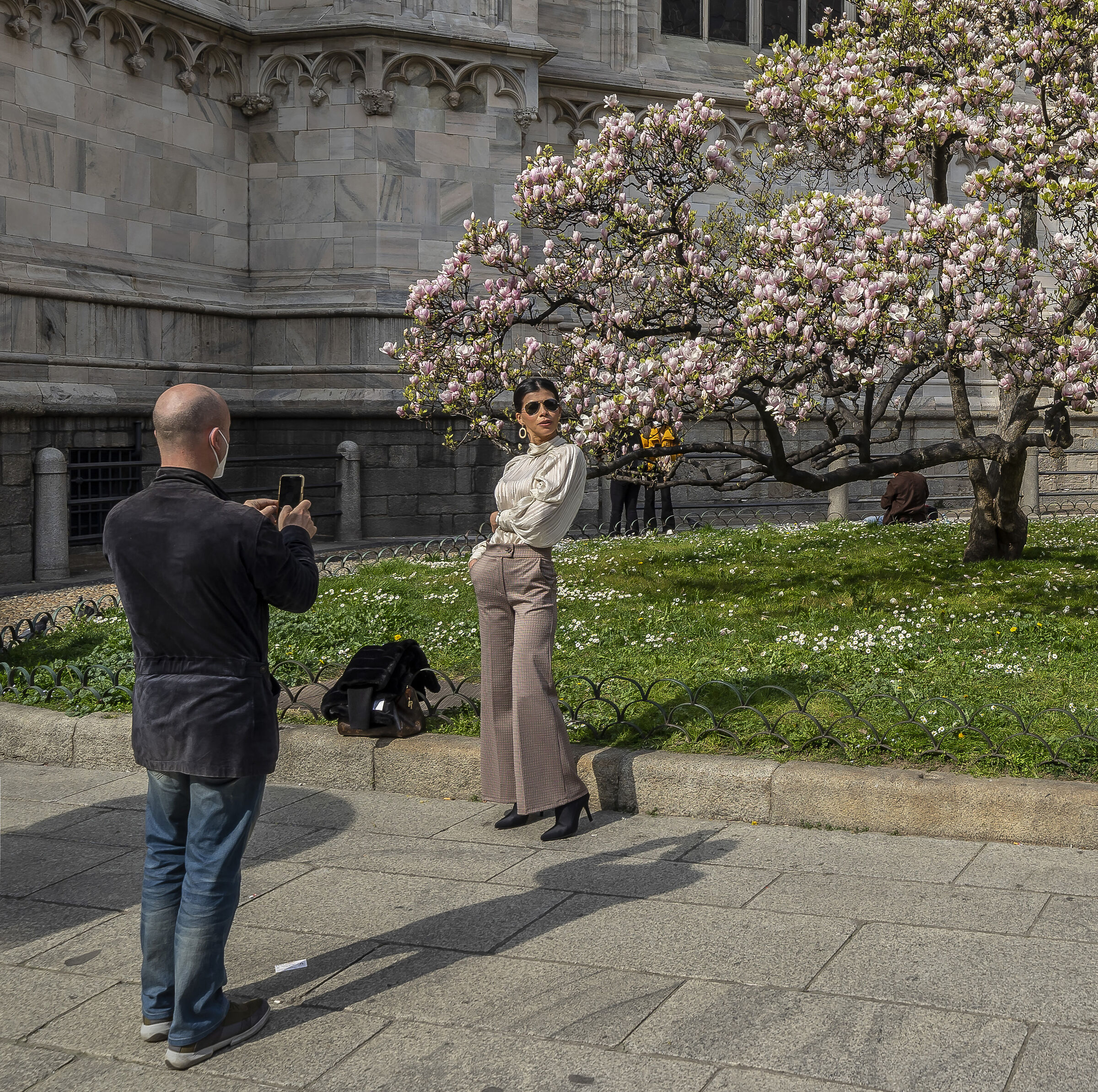 Fioritura della "Magnolia denudata" in Piazza Duom...