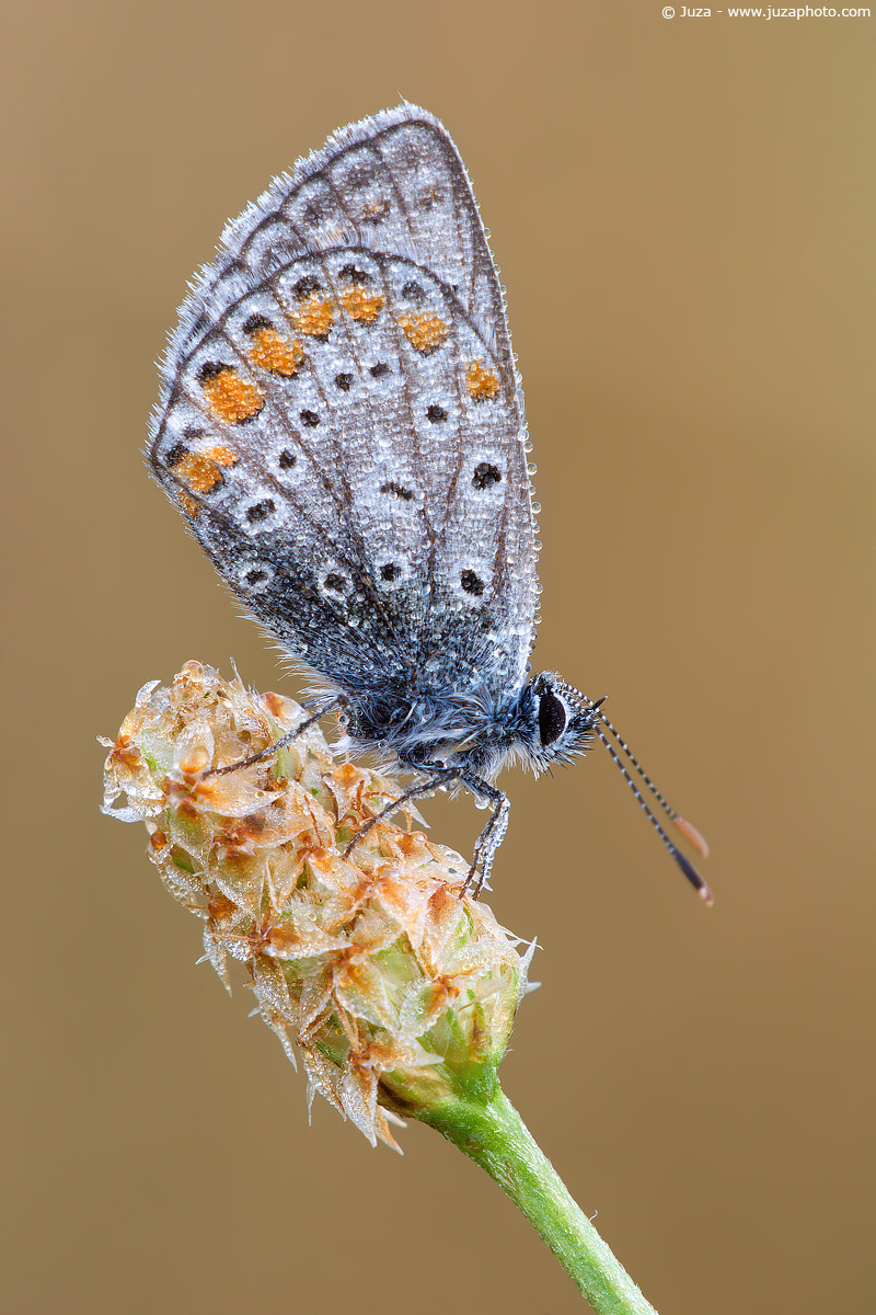 Polyommatus icarus, 005823