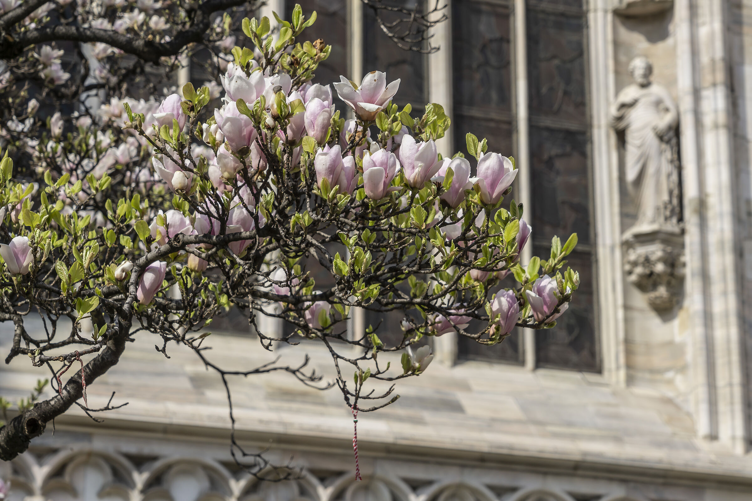 Flowering of the "Magnolia denudata" in Piazza Duomo -12