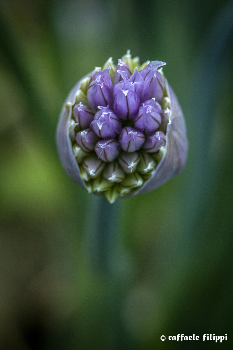 Onion grass, bud in opening