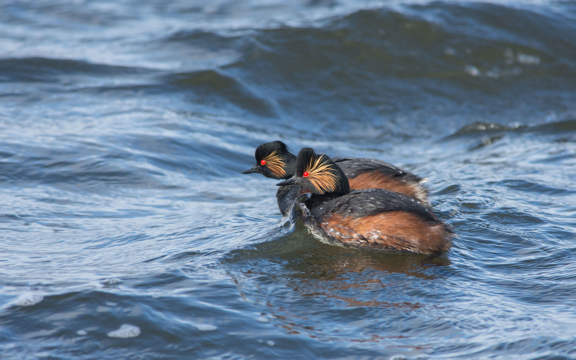 Svassi dal collo nero