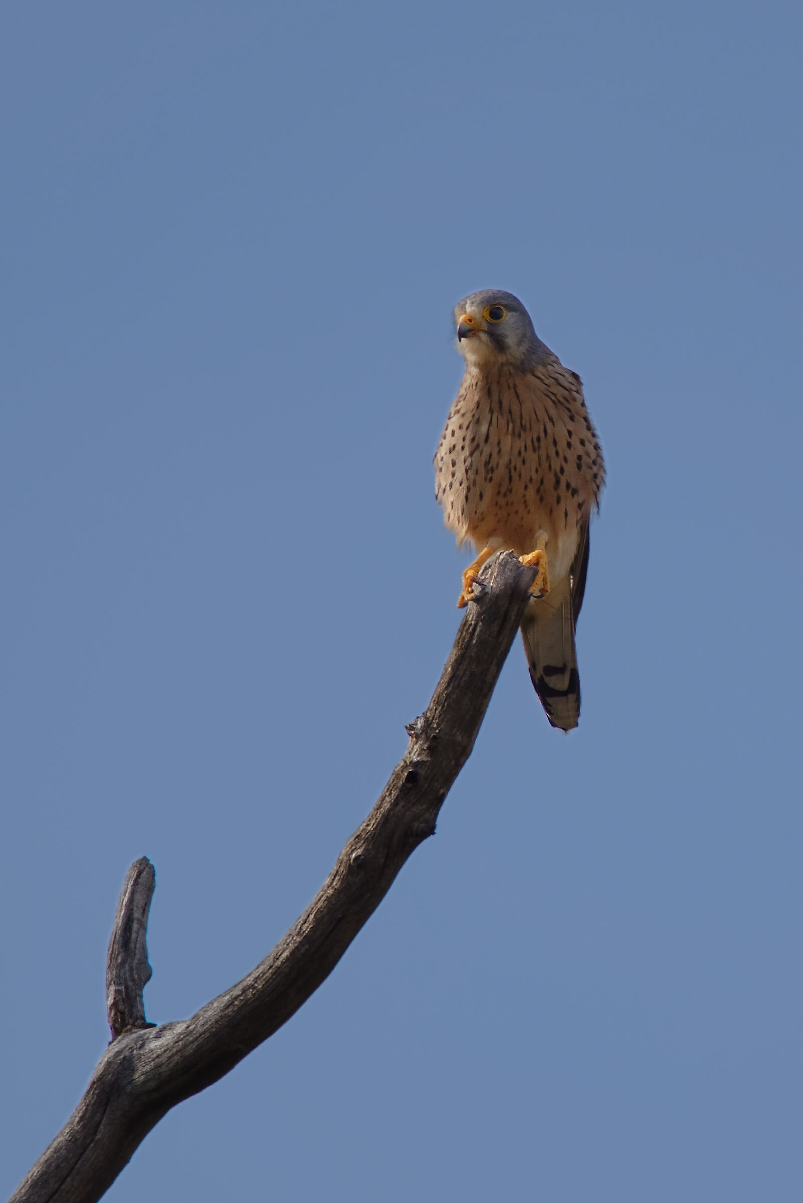 kestrel