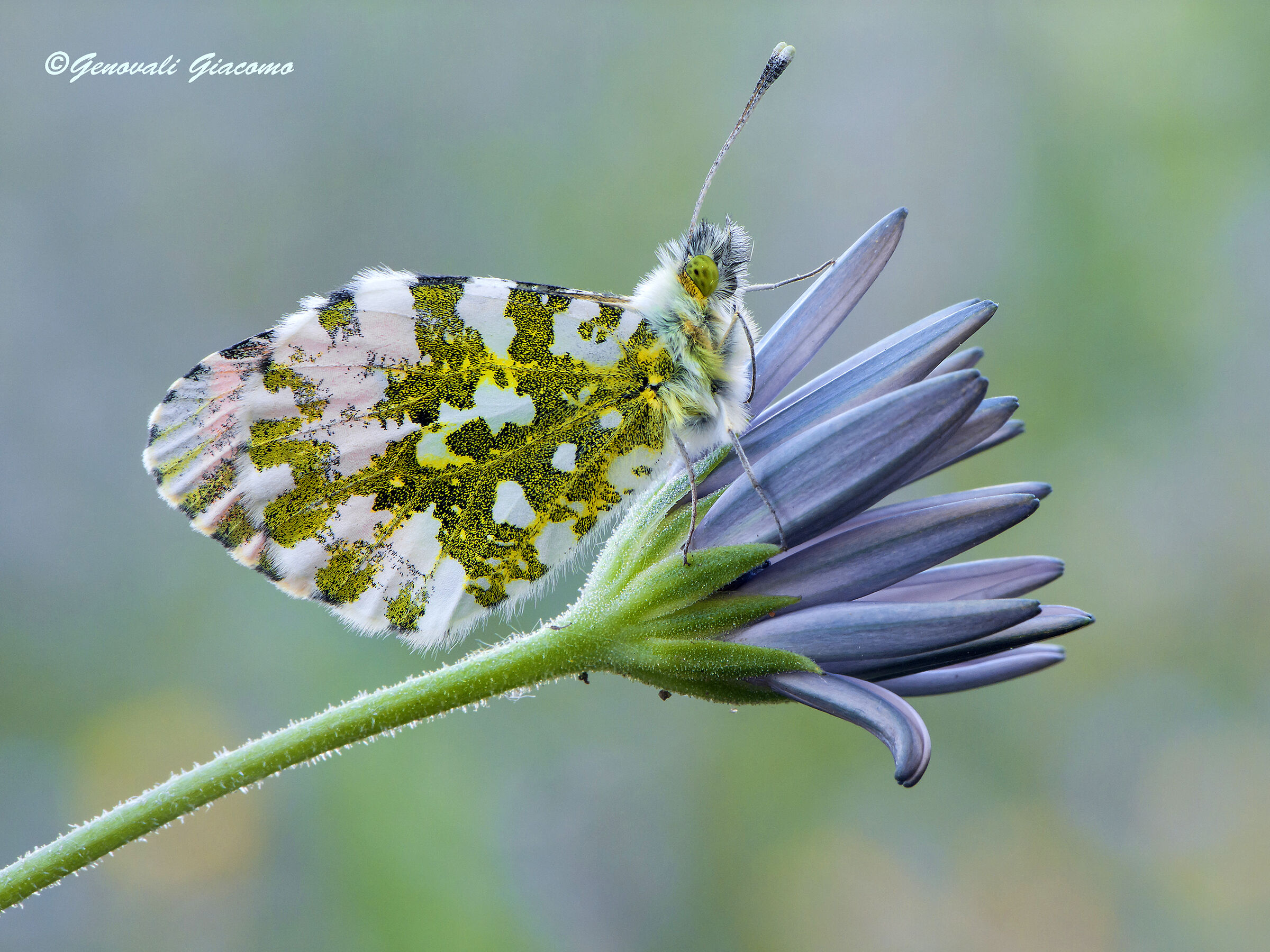 è arrivata l'aurora