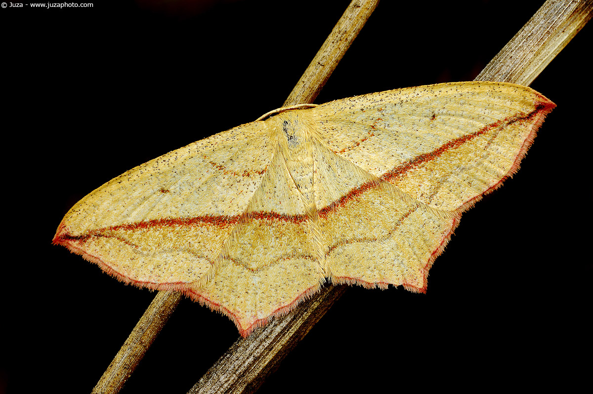 Timandra comae, 000684