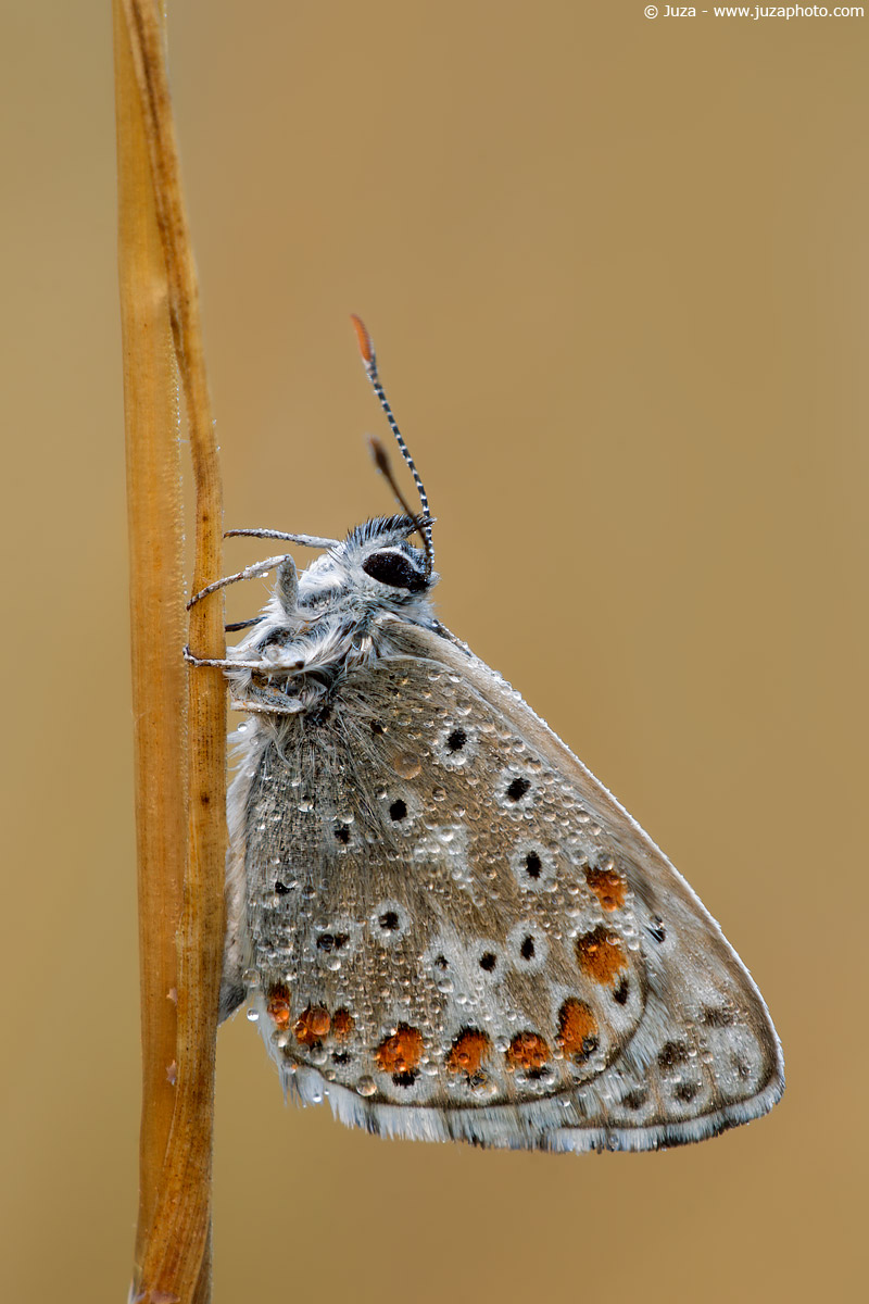 Polyommatus bellargus, 005822