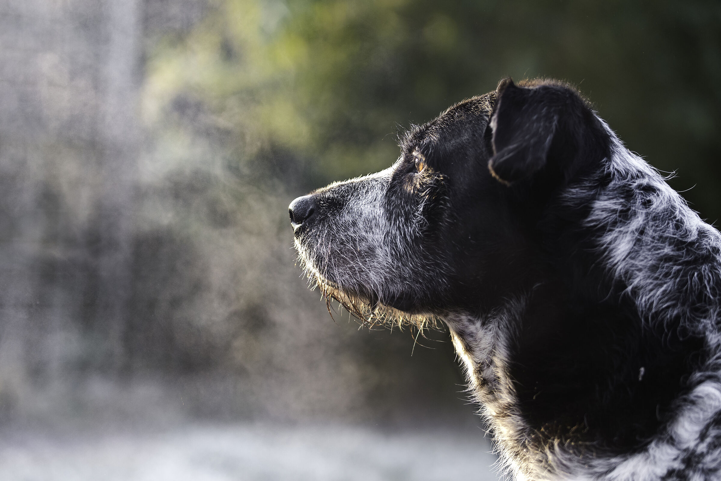 respiro del cane