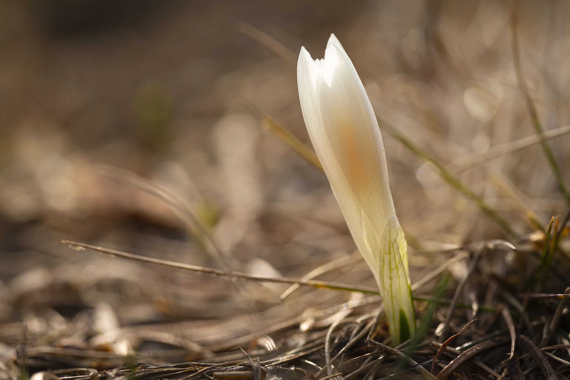 Il primo crocus