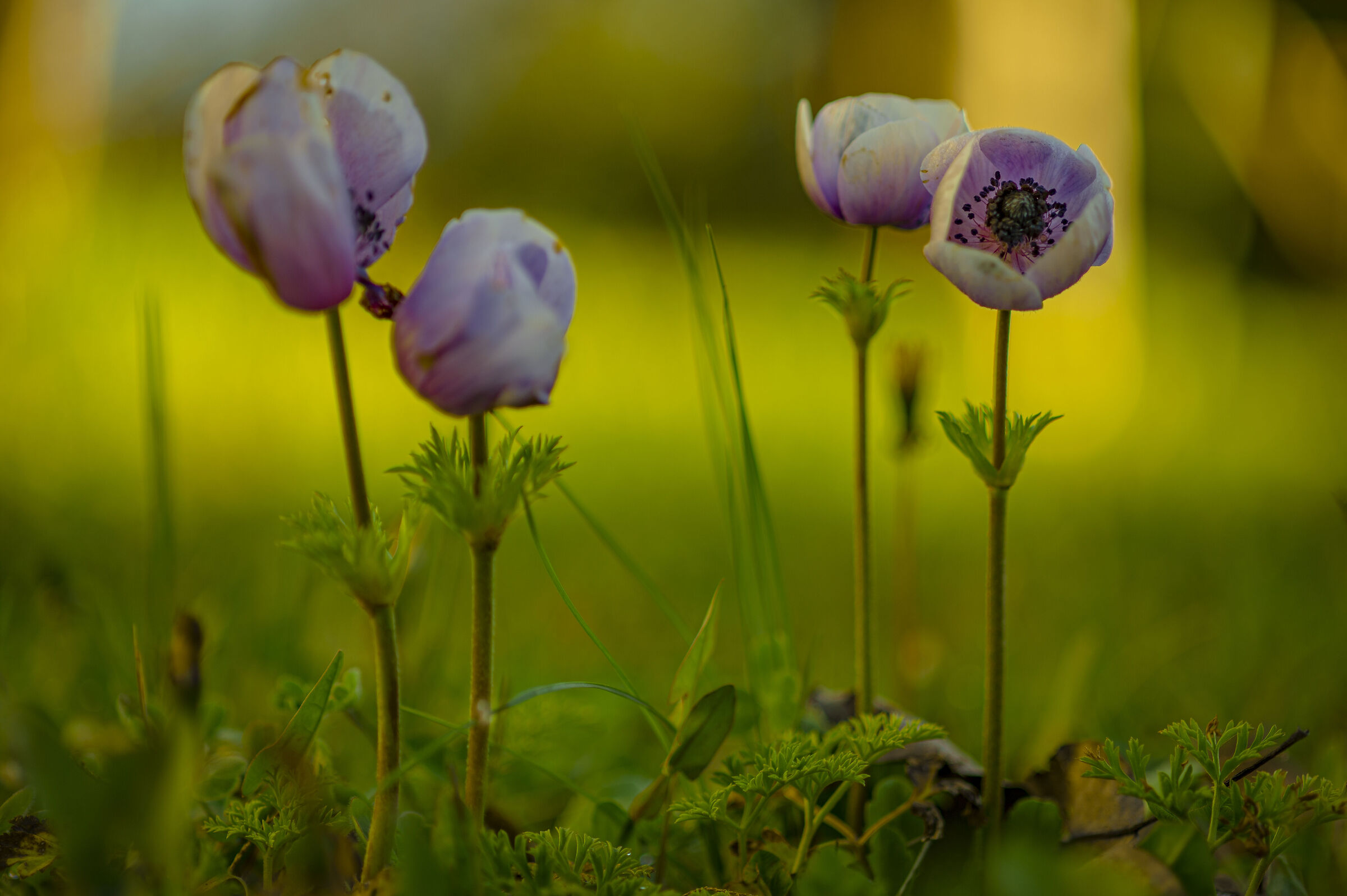 la famiglia dei ranuncoli