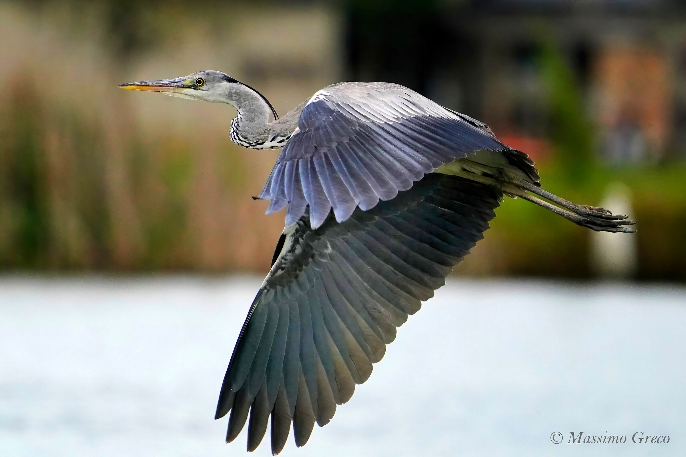 grey heron