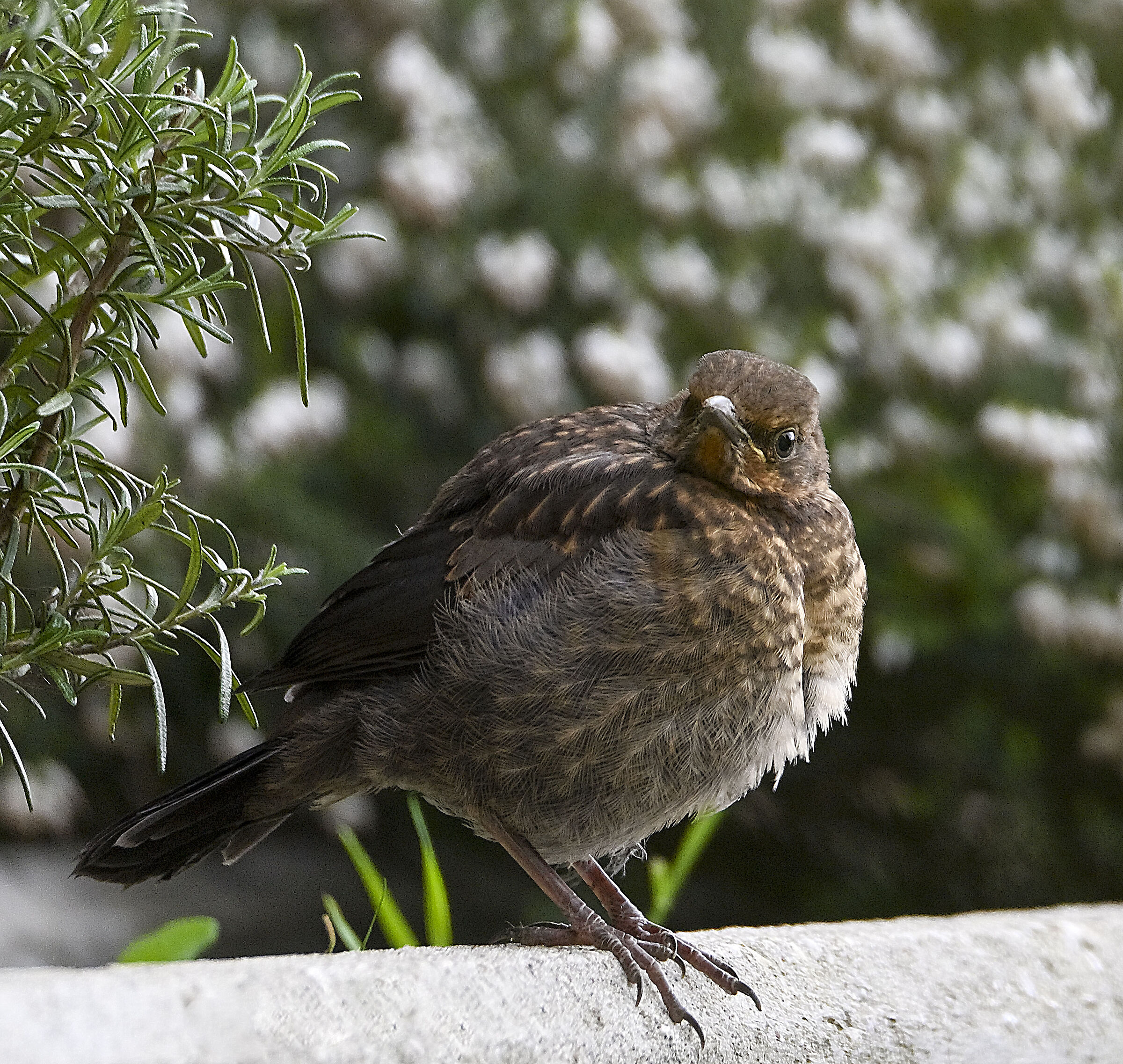 Ti sto guardando ...