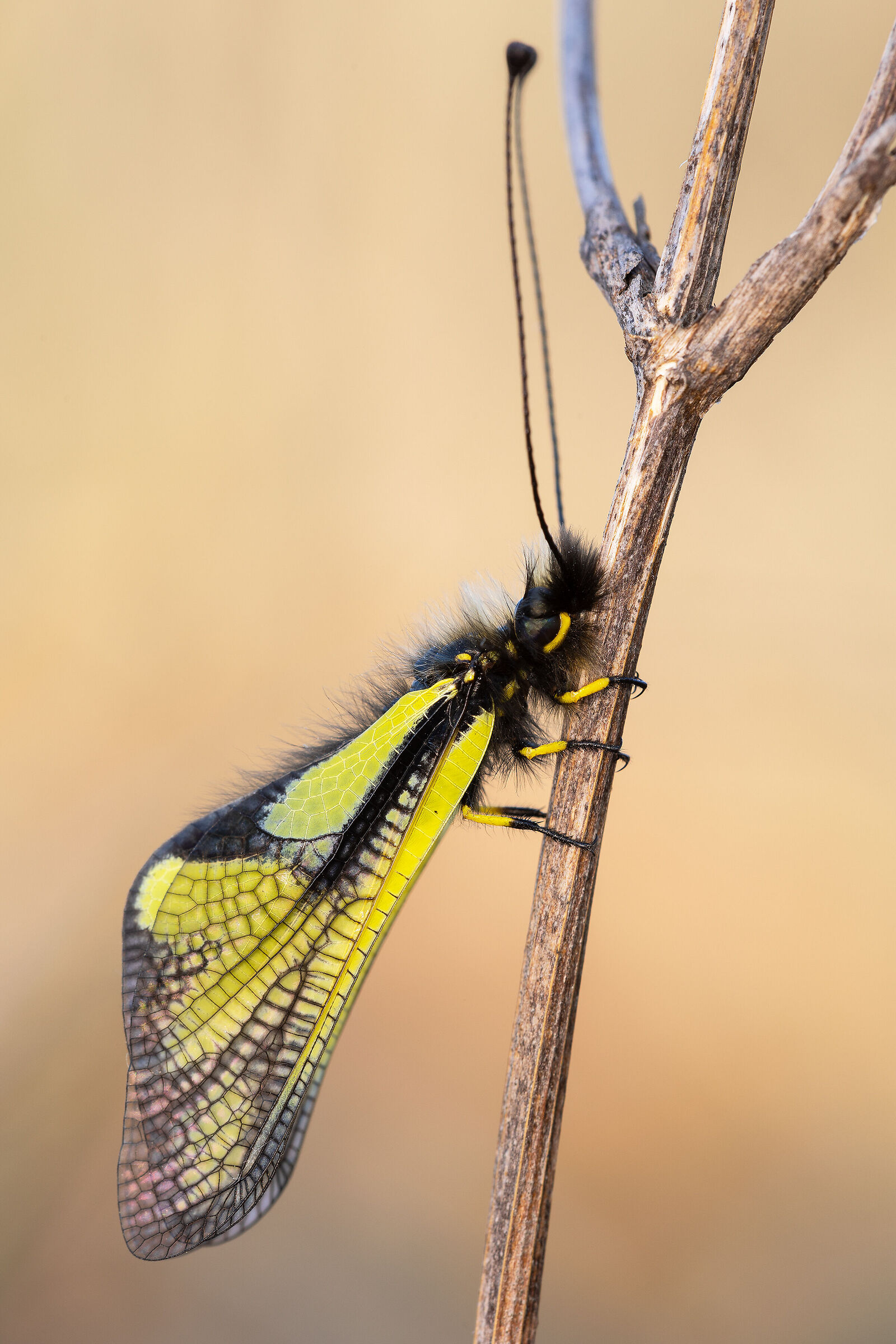 Coccajus's libelloides