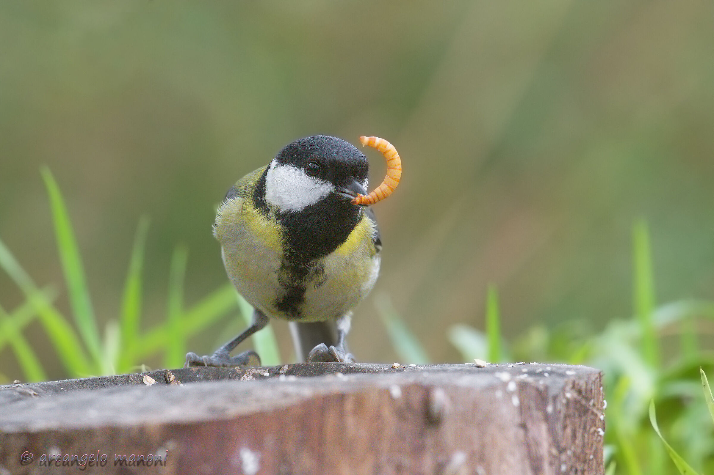 Cinciallegra breakfast