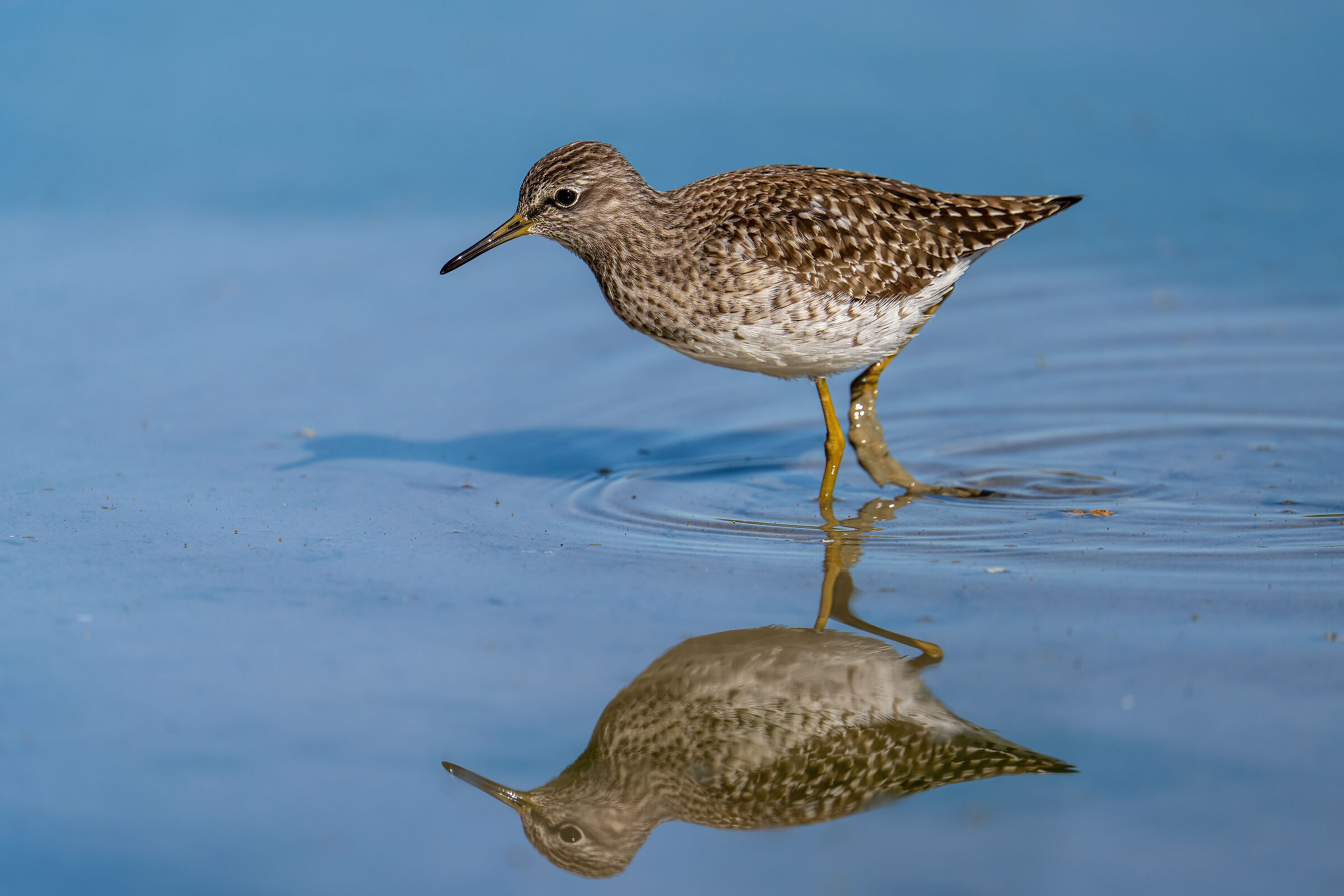 Piro piro boschereccio