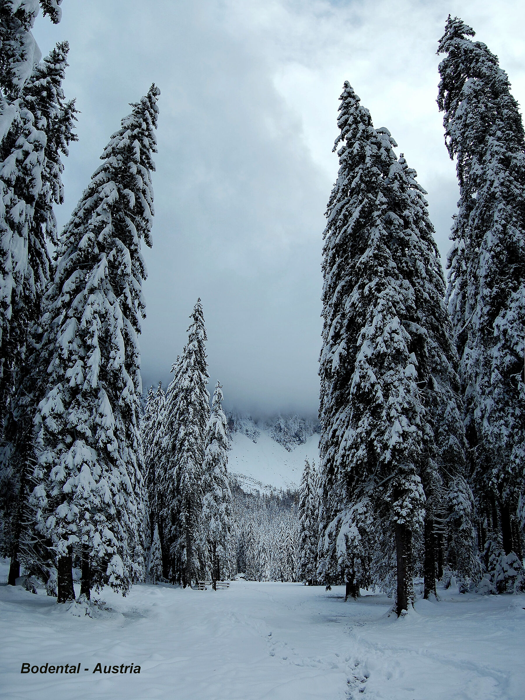 Fairytale meadow in Bodental - Carinthia - Austria