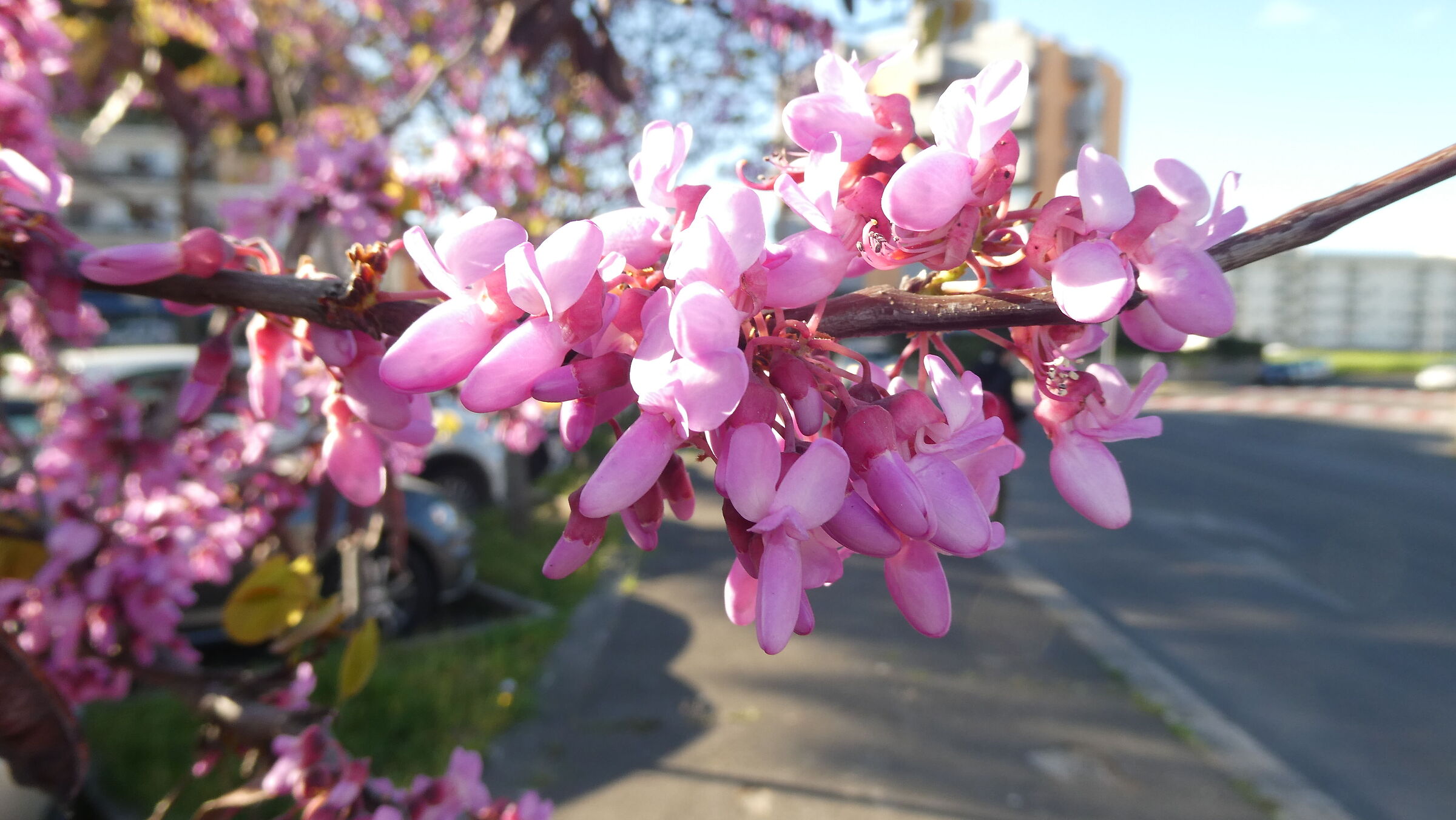 flowers of the tree of Judah