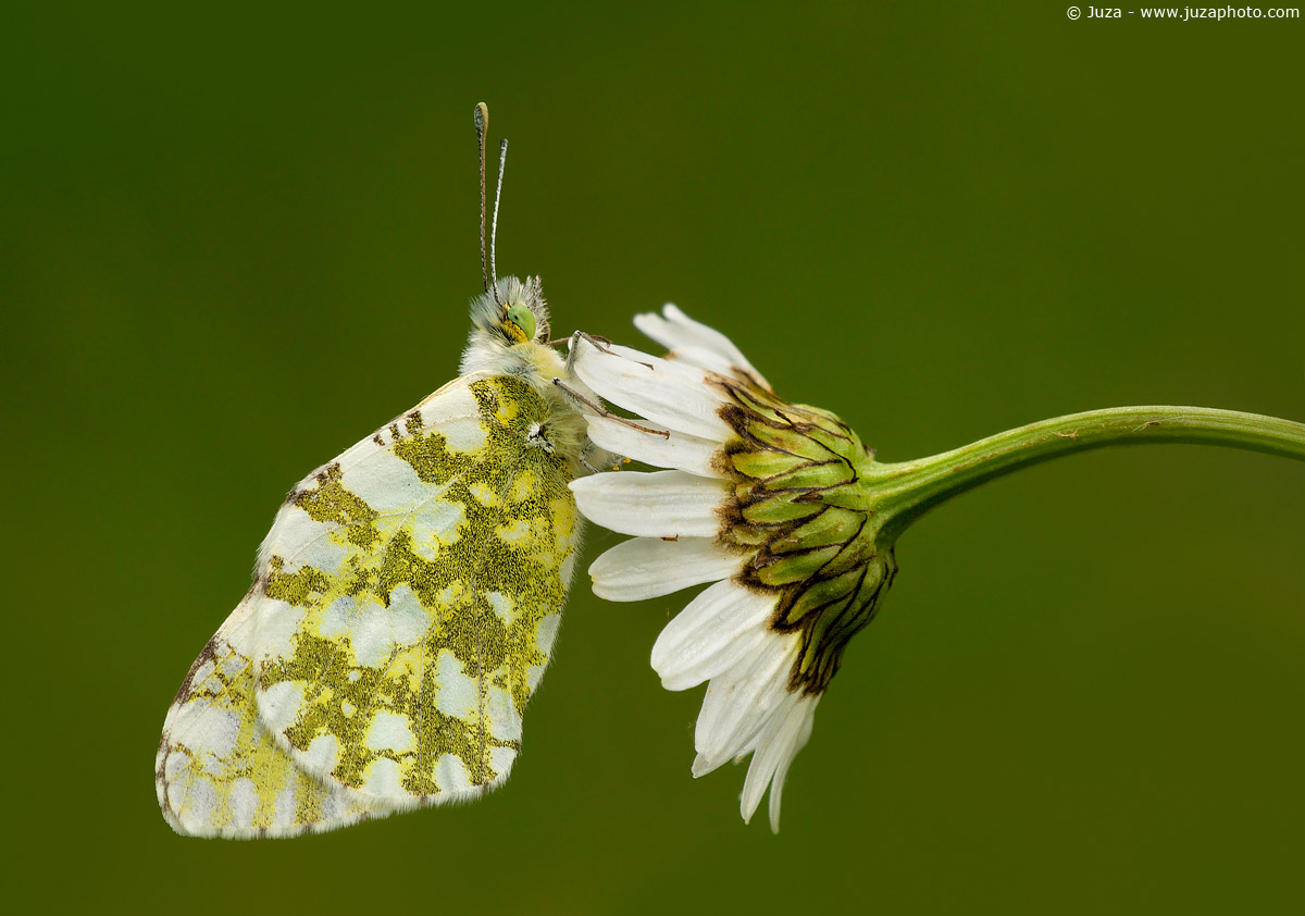 Euchloe ausonia, 005693