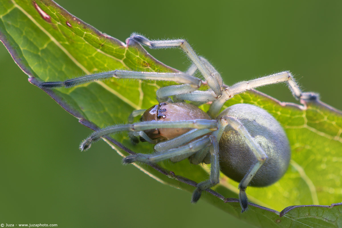 Cheiracanthium sp., 005731