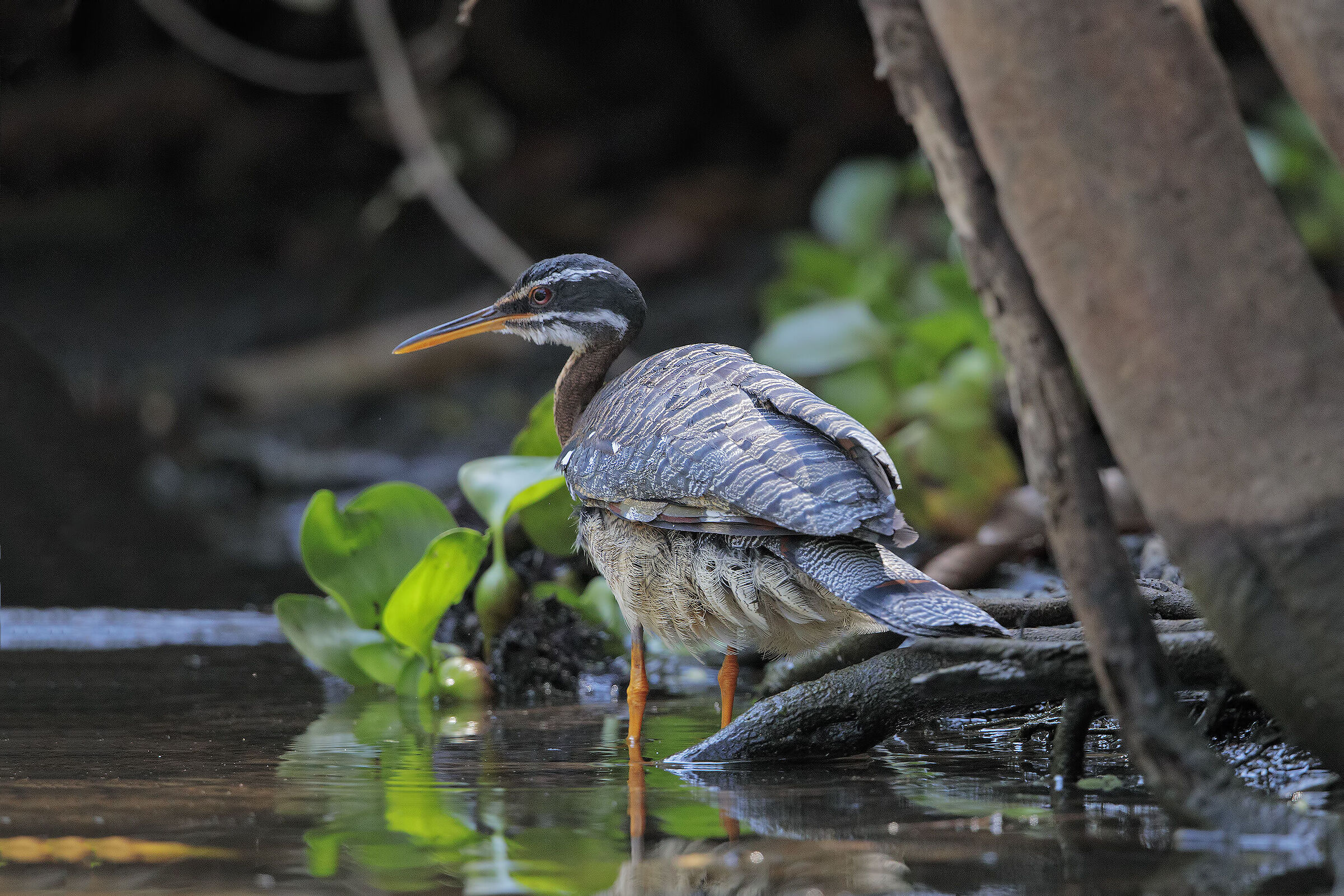 Heron of the Sun