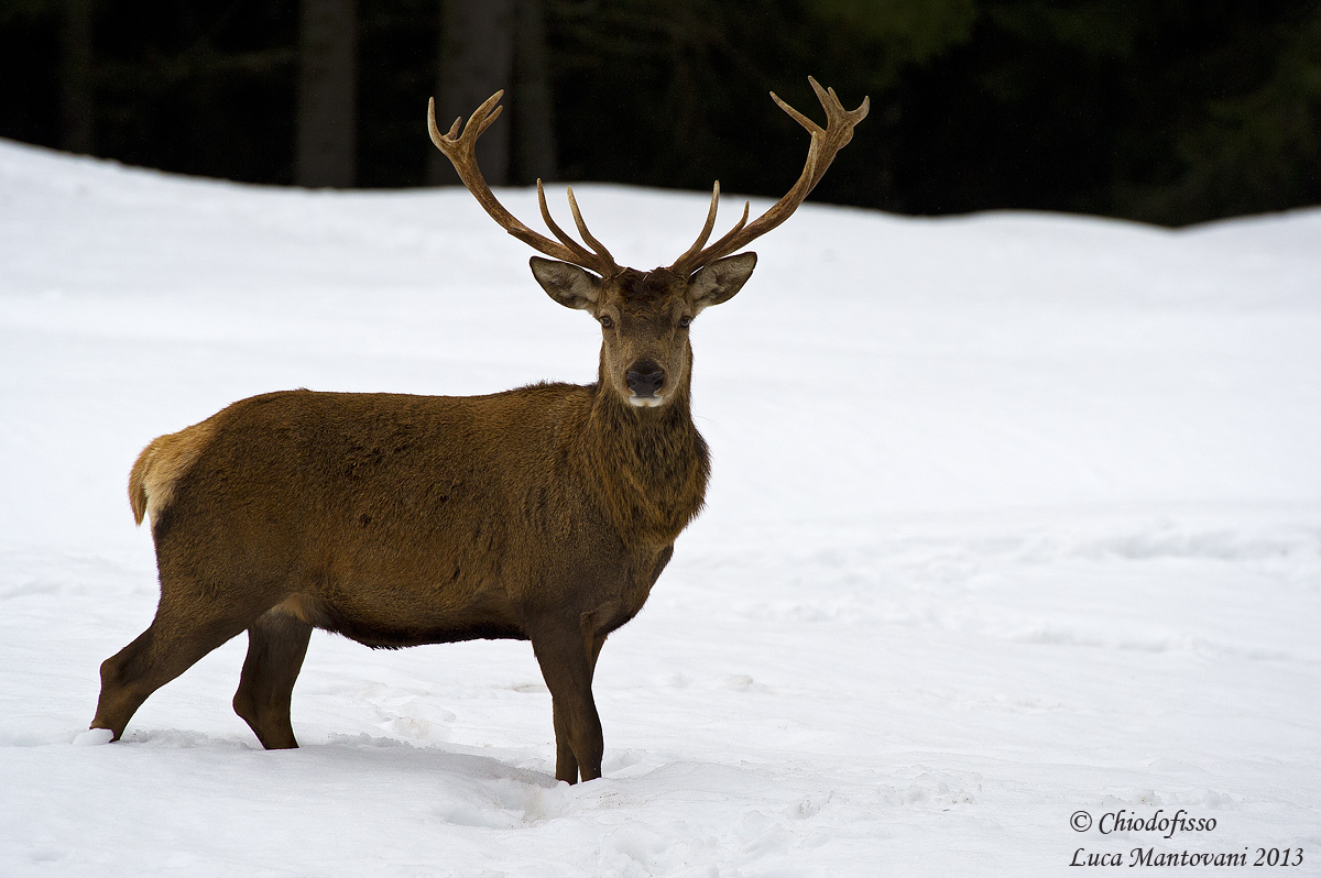 Cervo nella neve..oh! Mi ha visto...