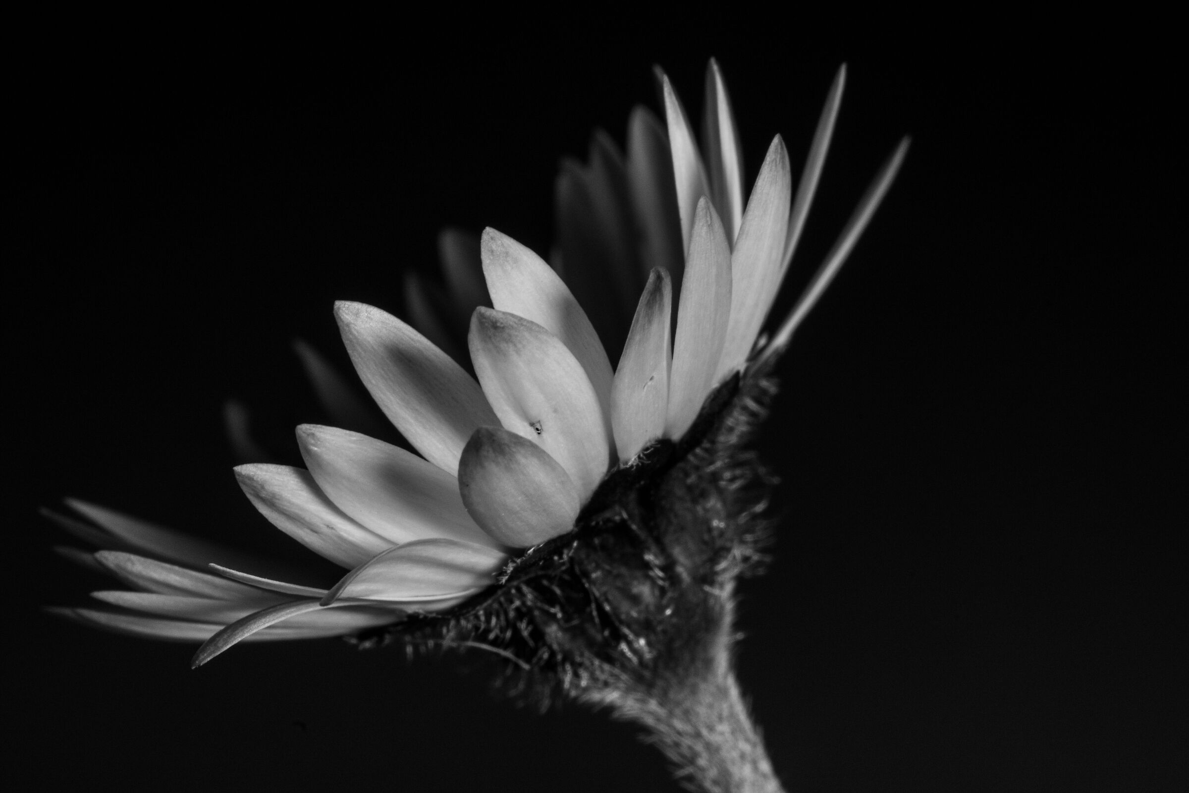 Daisy in black&white