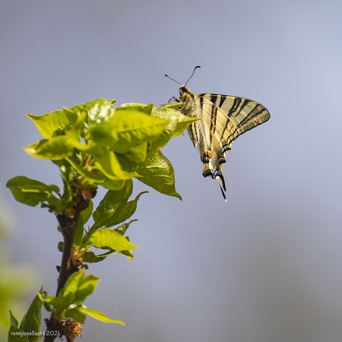 Farfalla Podalirio