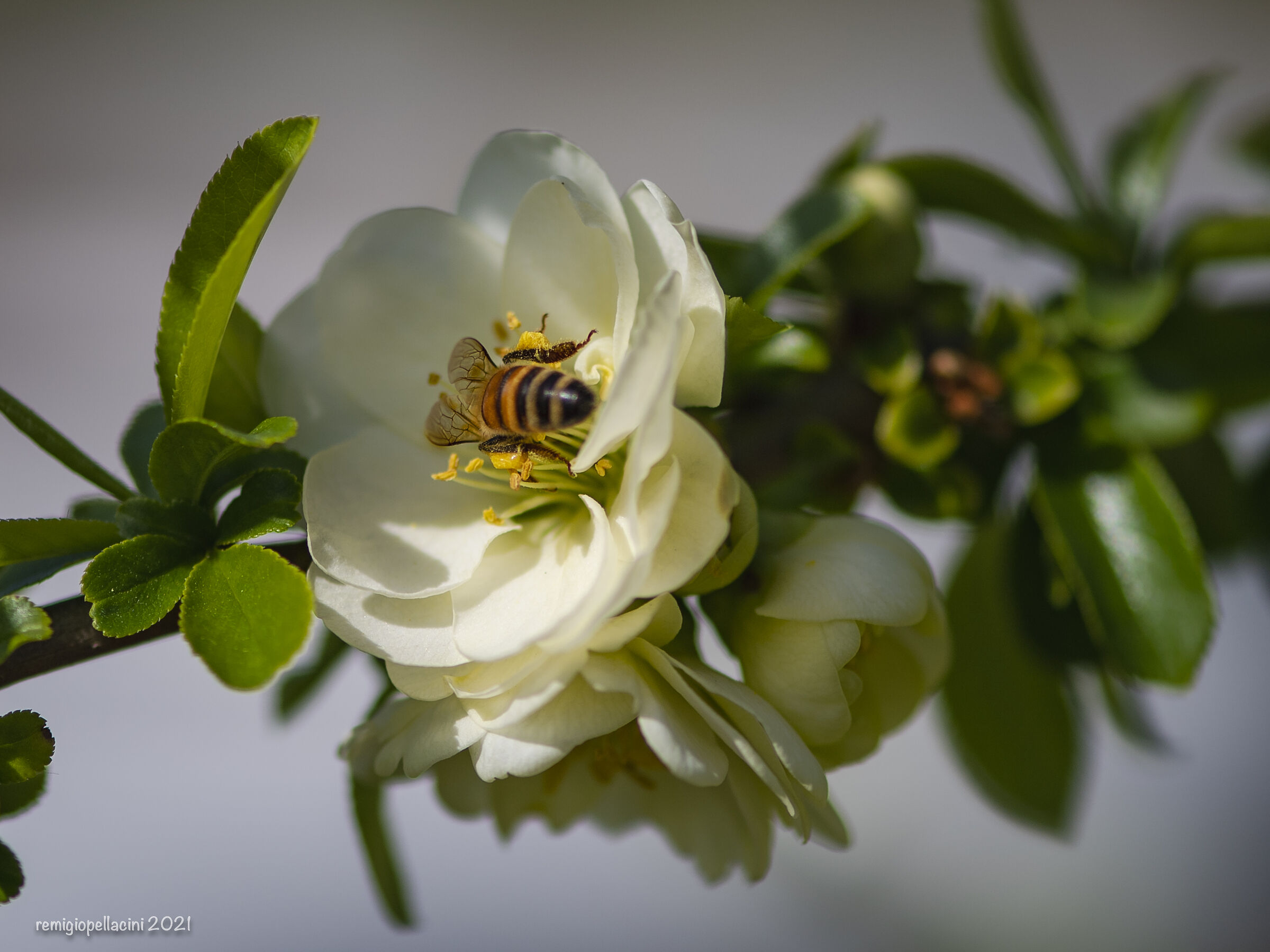 L'Impollinazione