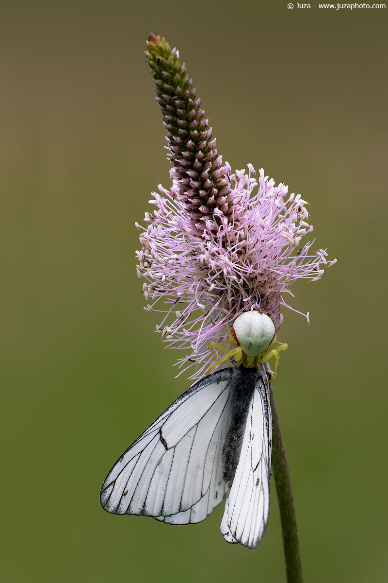 Misumena vatia, 005752