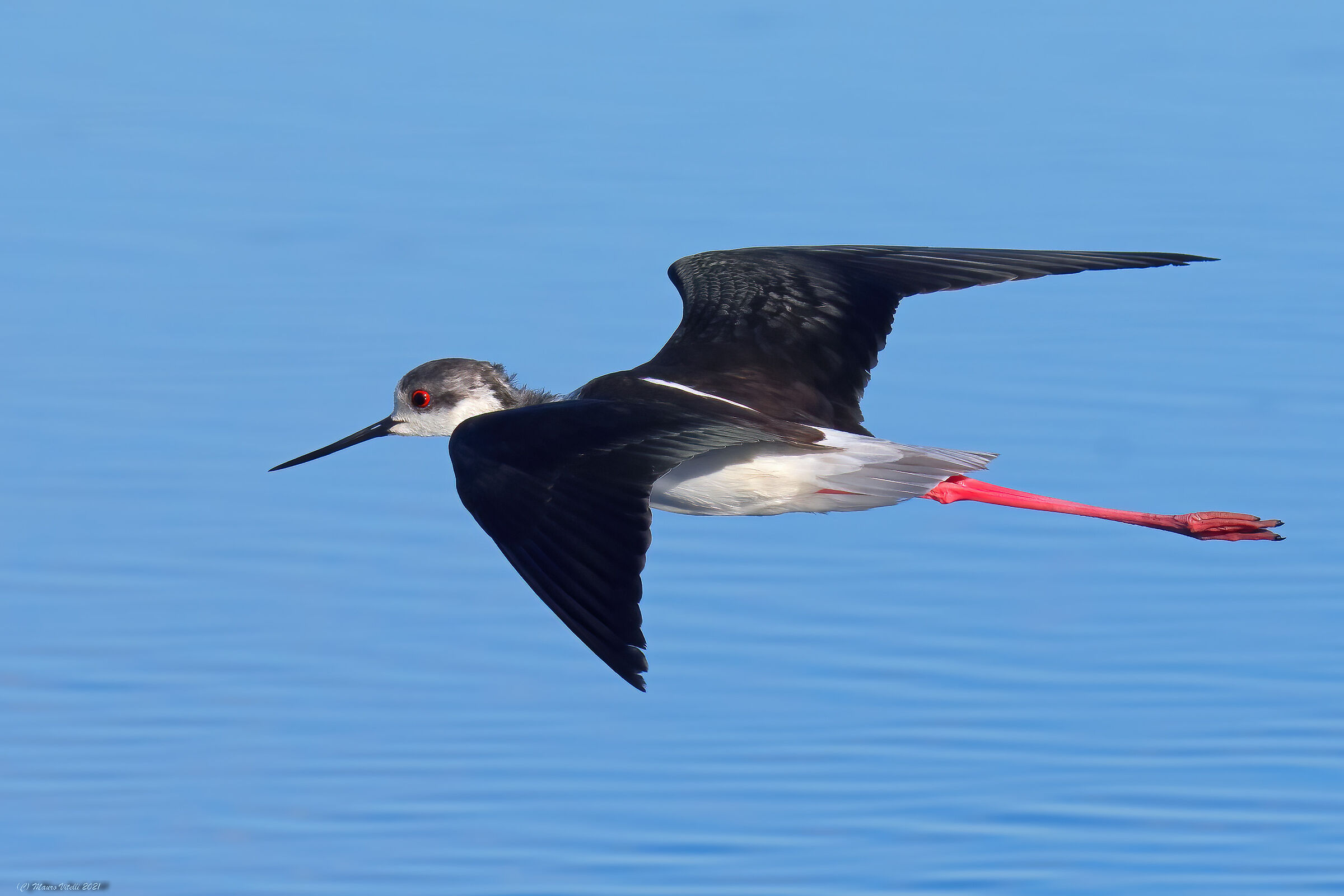 Knight of Italy (Himantopus himantopus)