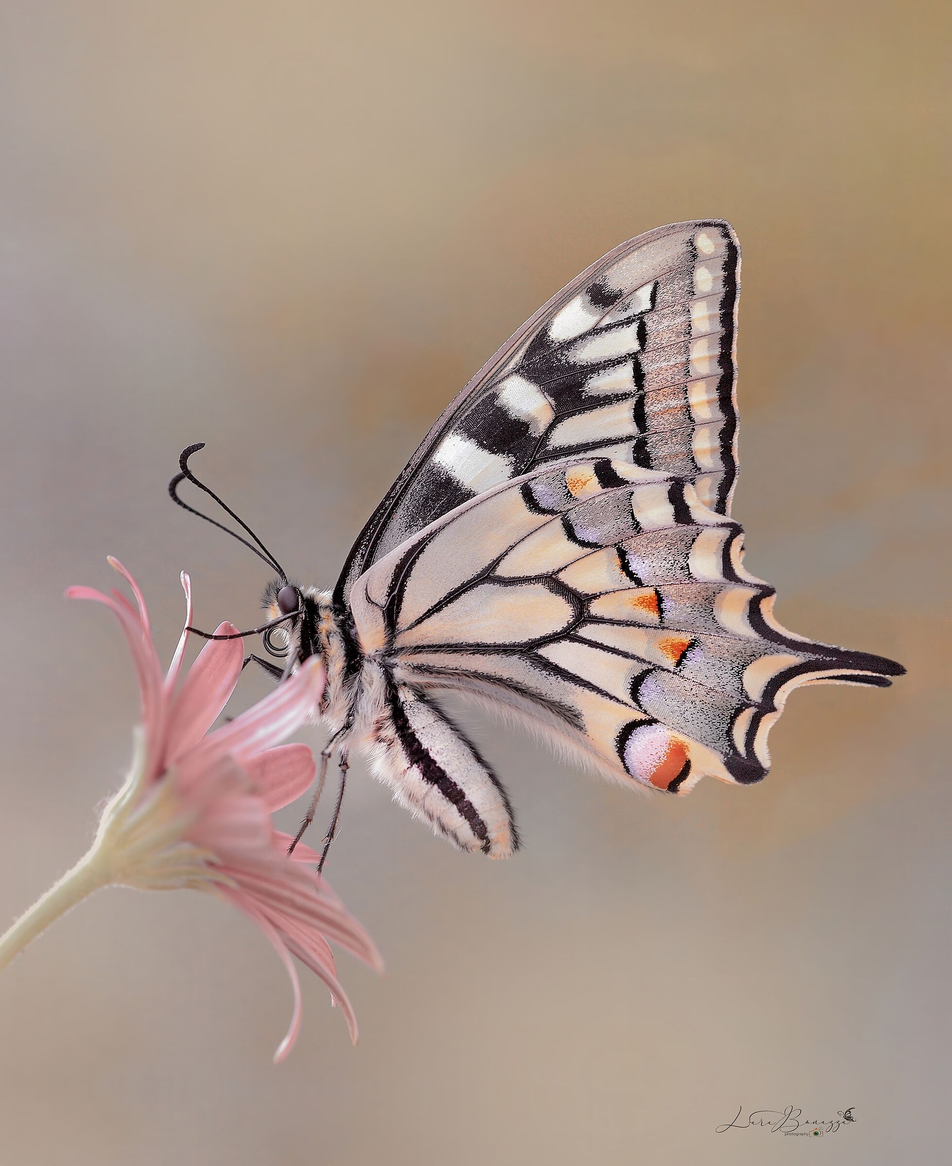 You are the most beautiful in the world