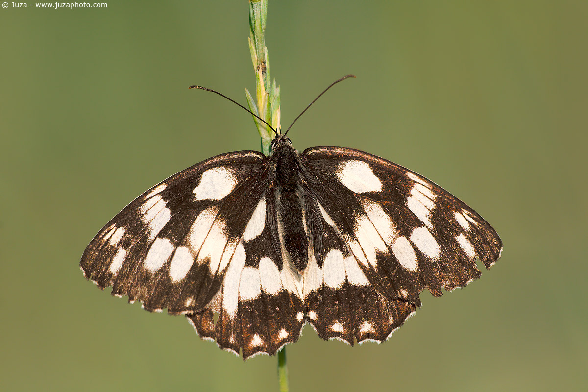 Melanargia galathea, 005857