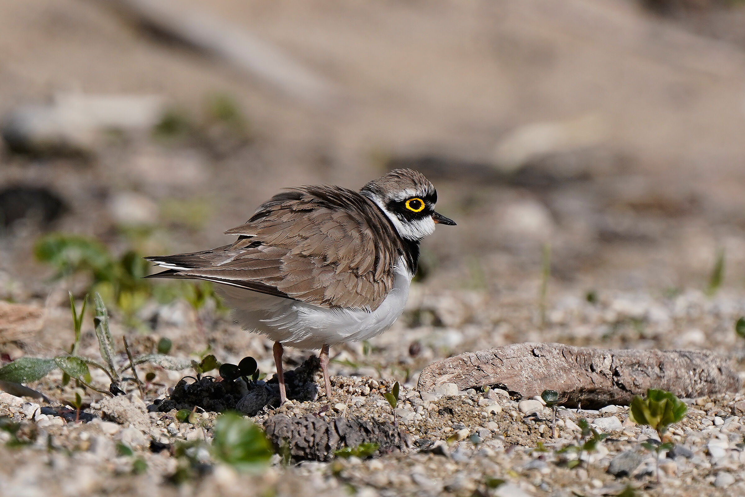 little ringed plover