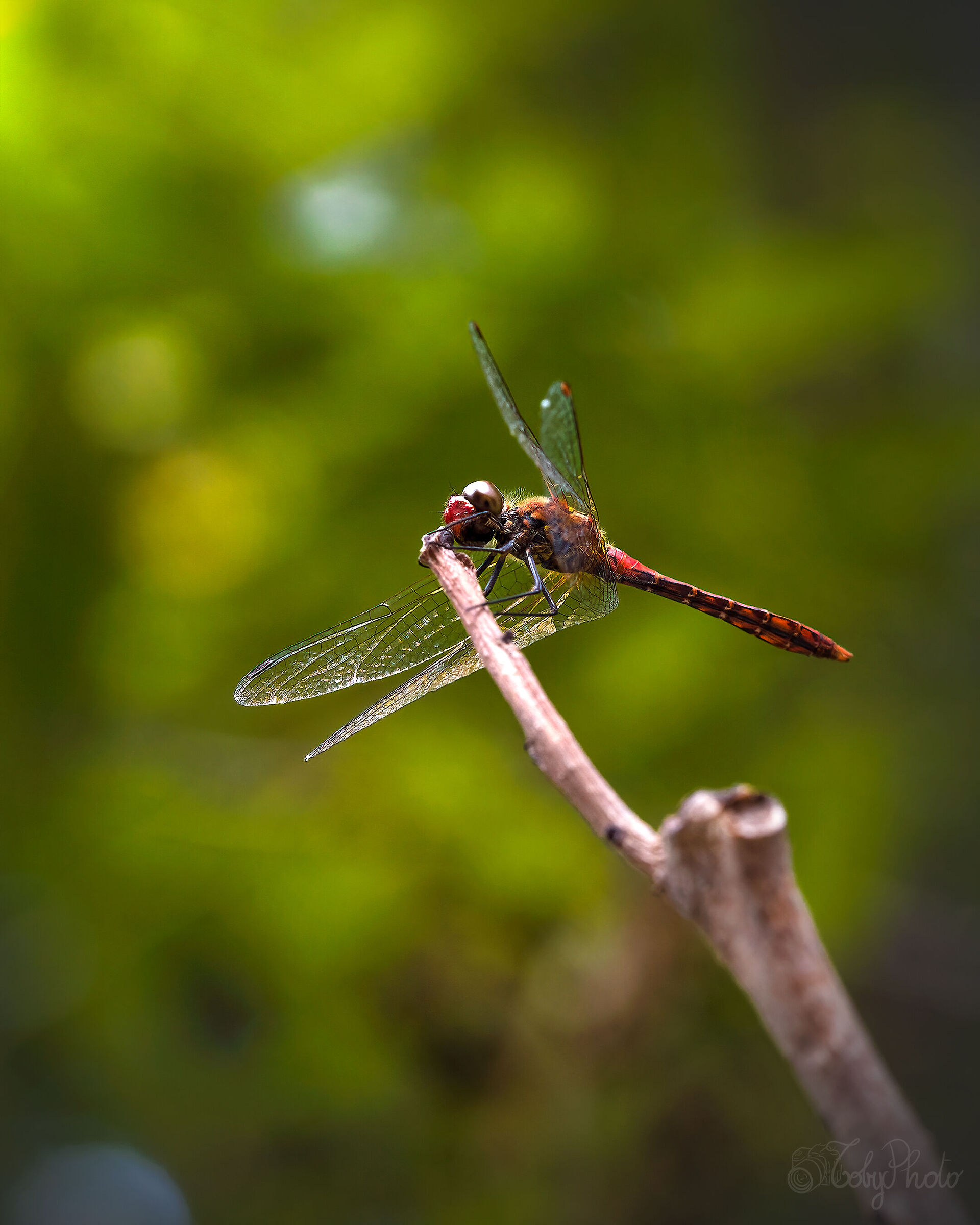Libellula rossa