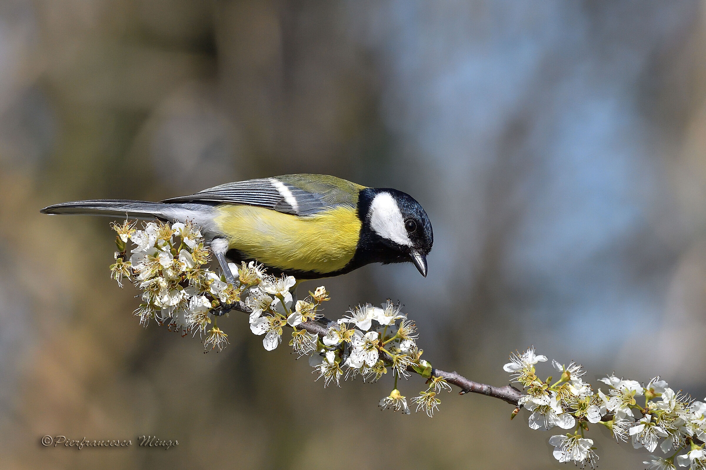 primavera alle porte 3
