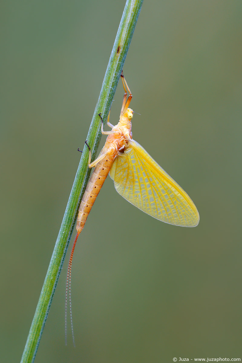 Potamanthus luteus, 005859