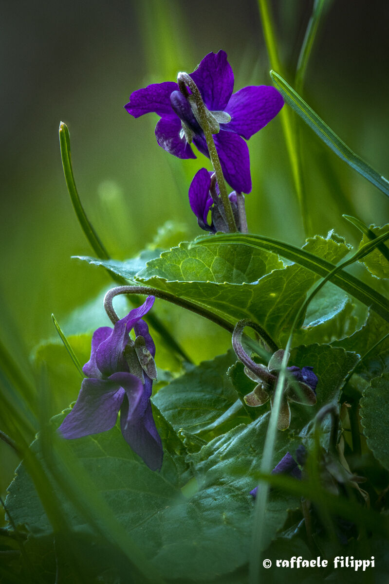 Violette