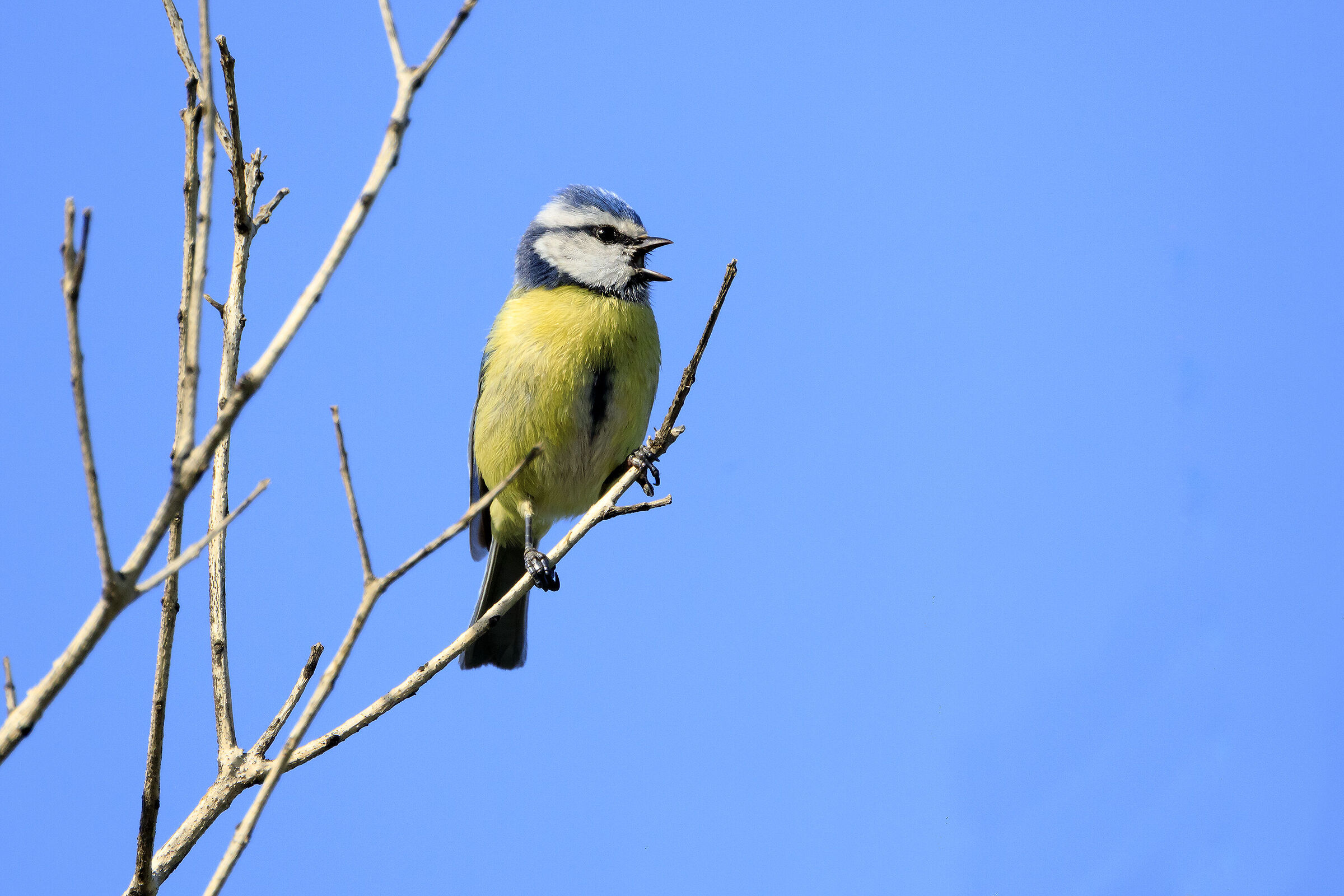 Cinciarella- Wikipedia