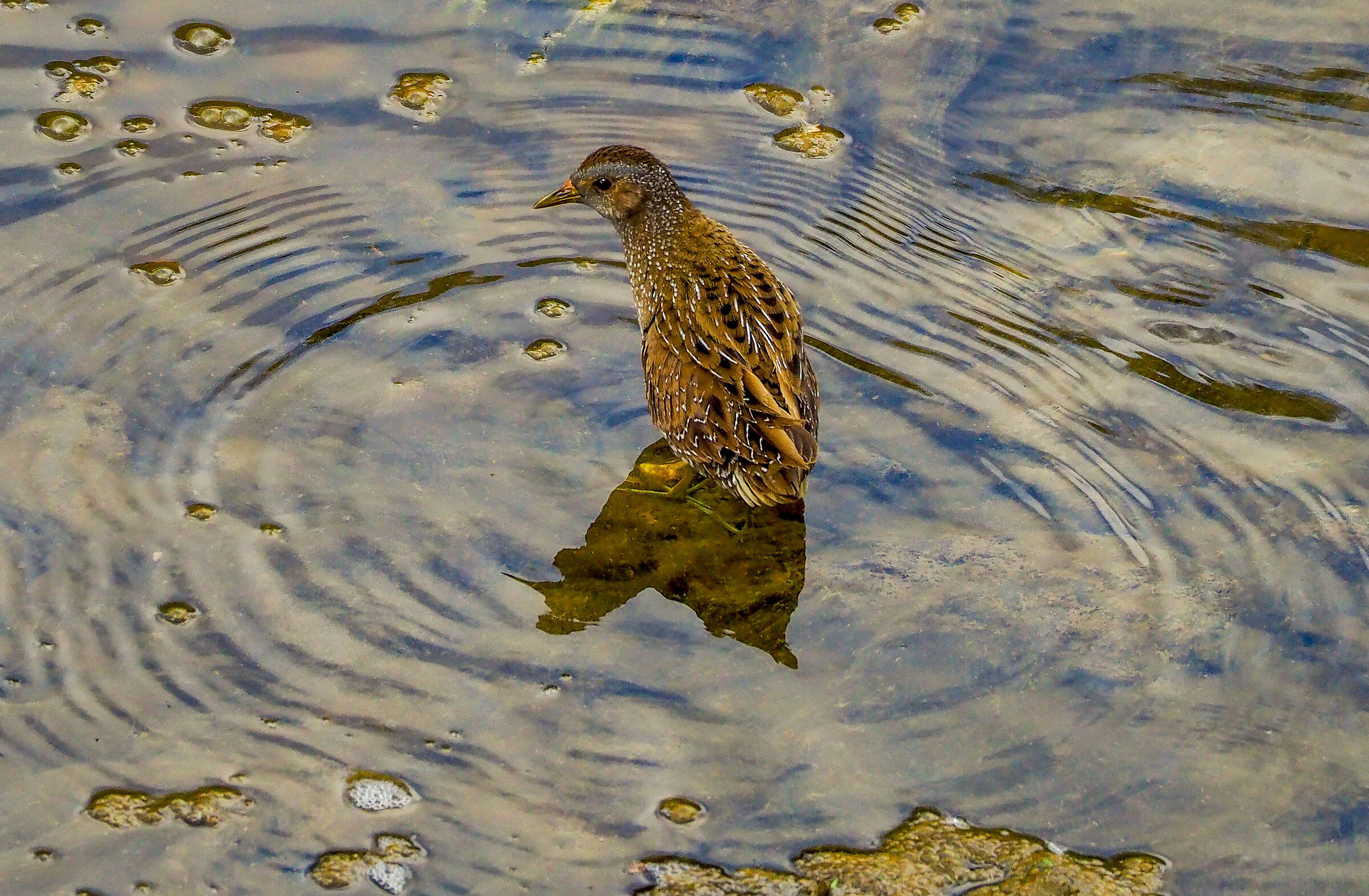 Non arrendetevi mai, il voltolino.