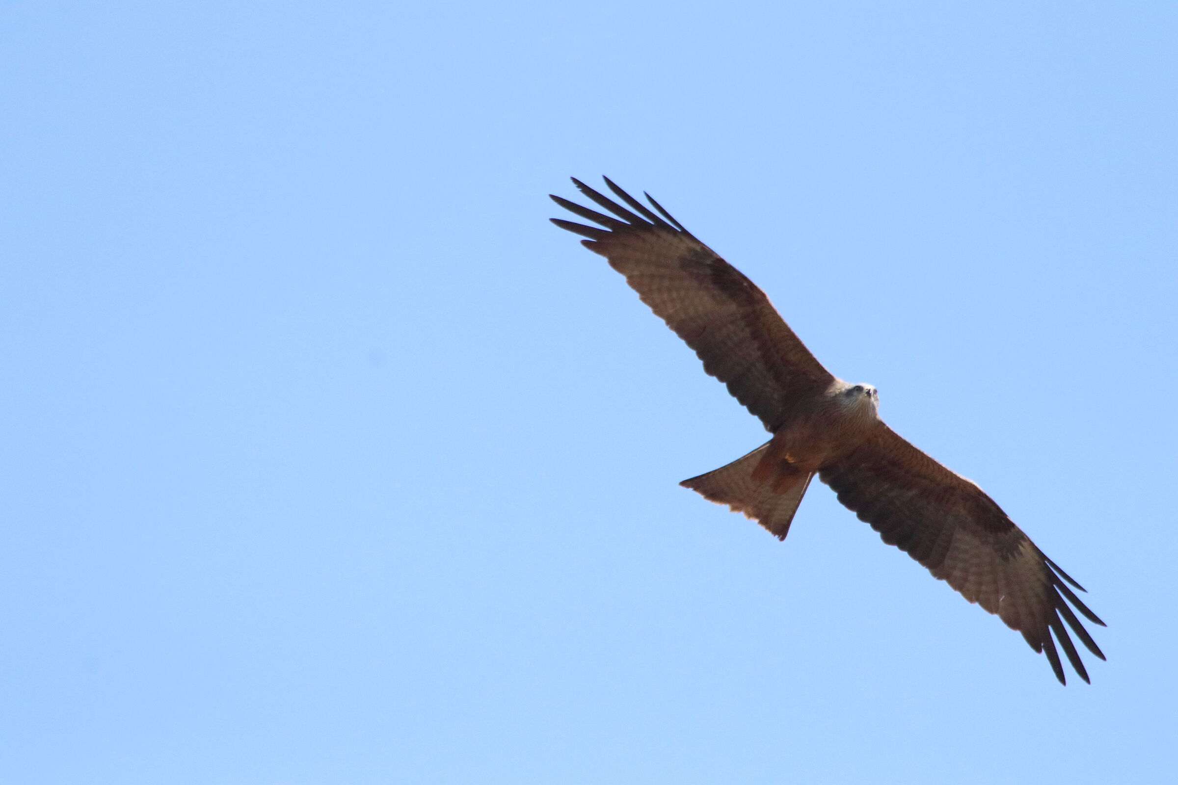 Brown kite of 02-04-2021