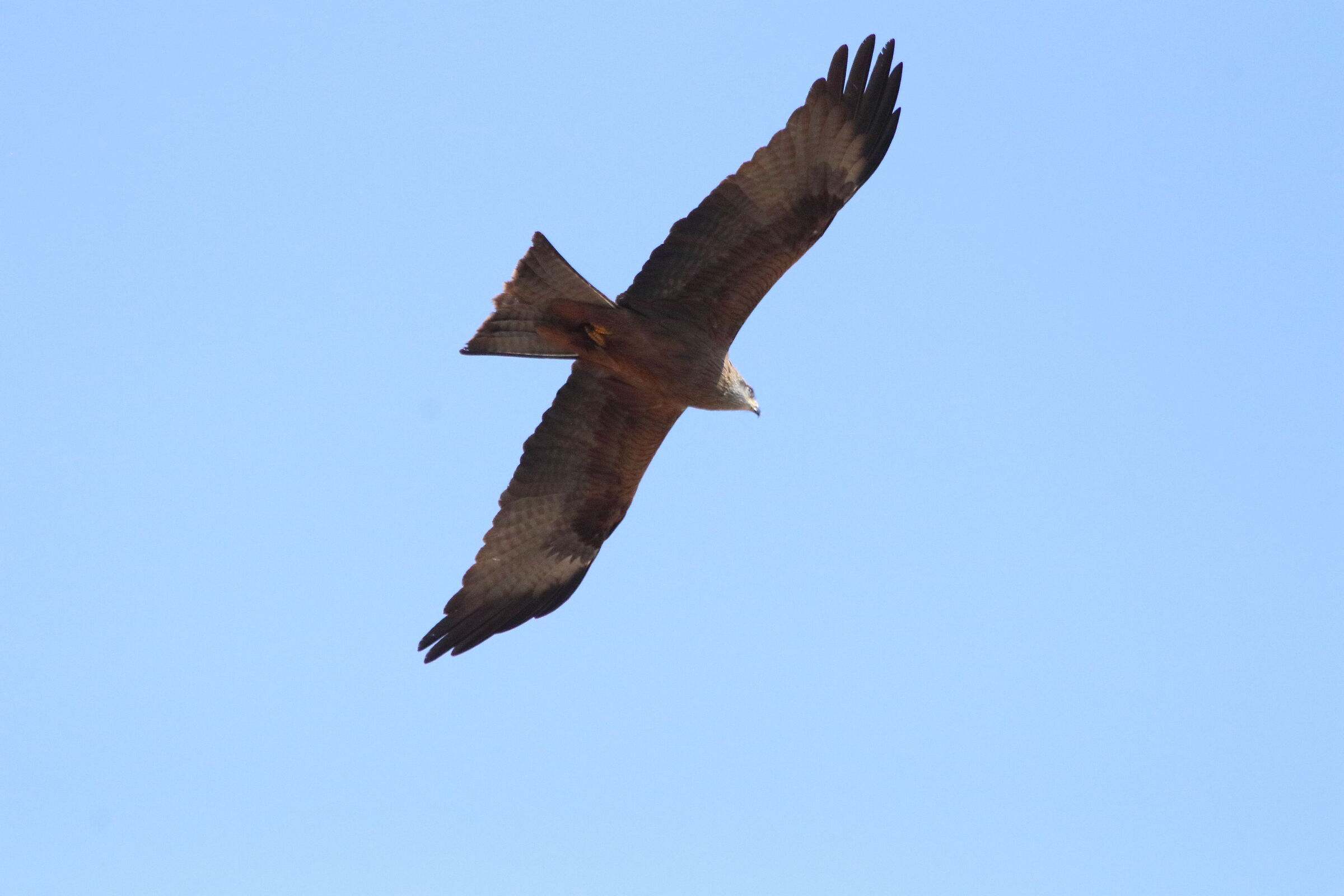 Brown kite of 02-04-2021