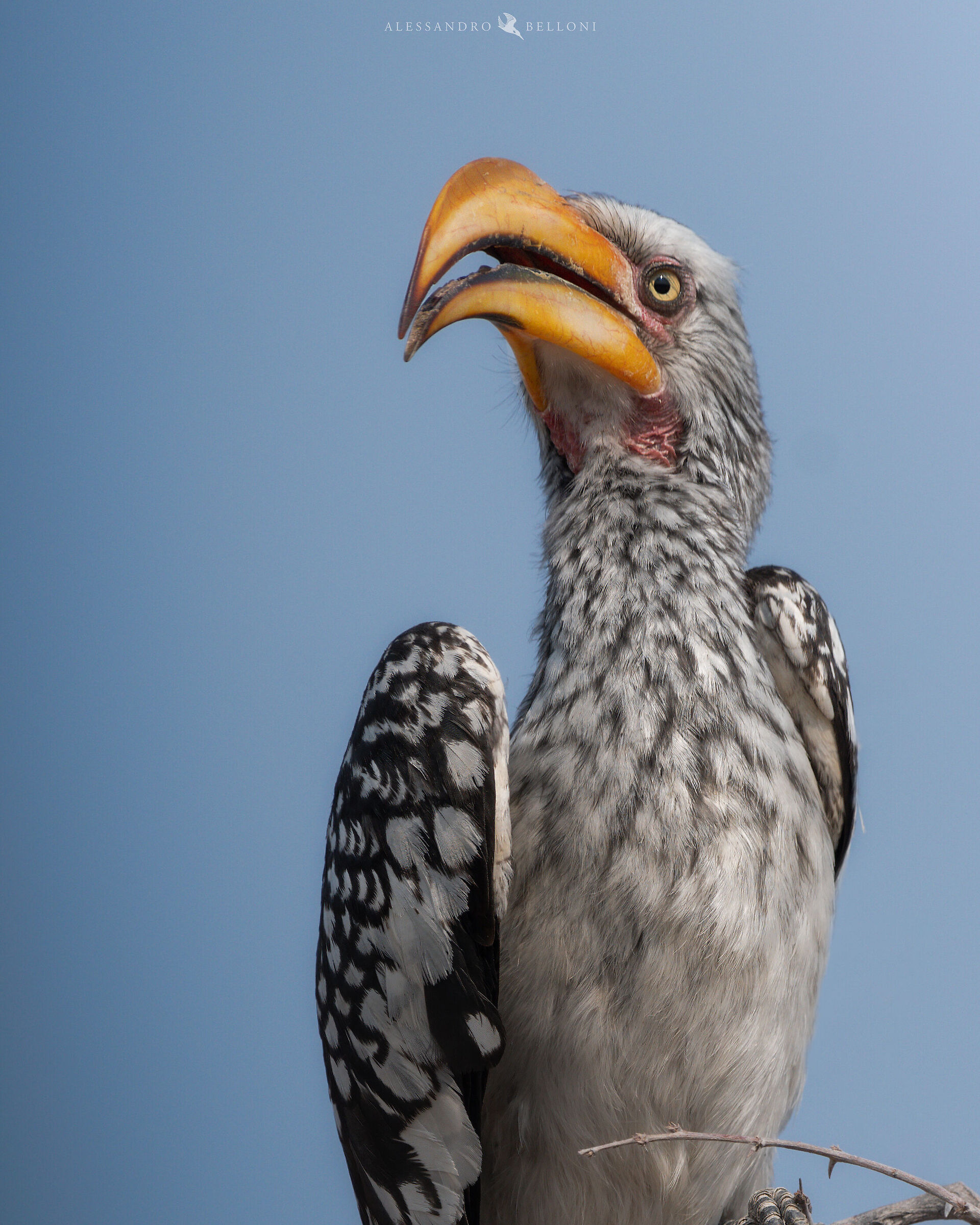 Southern yellow-billed Hornbill