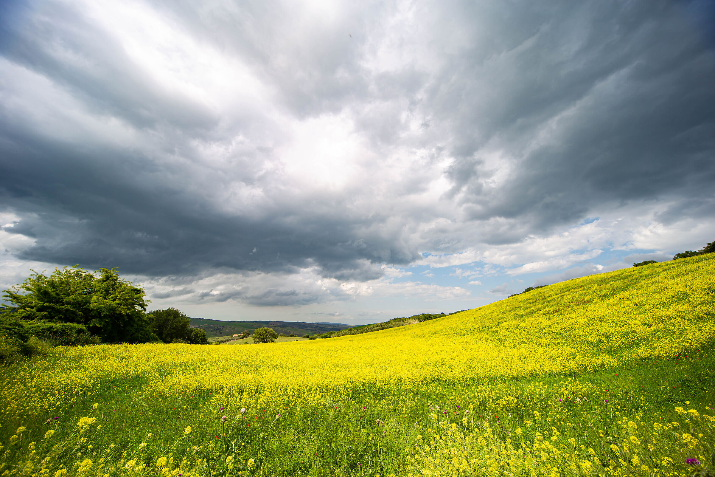 Giallo colza