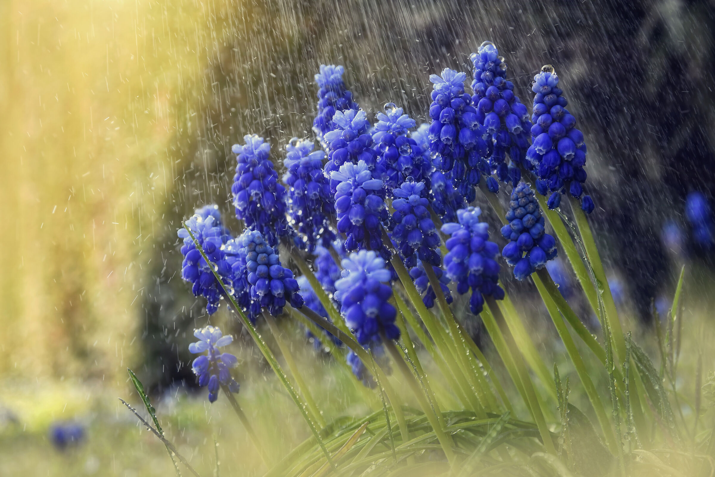 La pioggia nel giardino