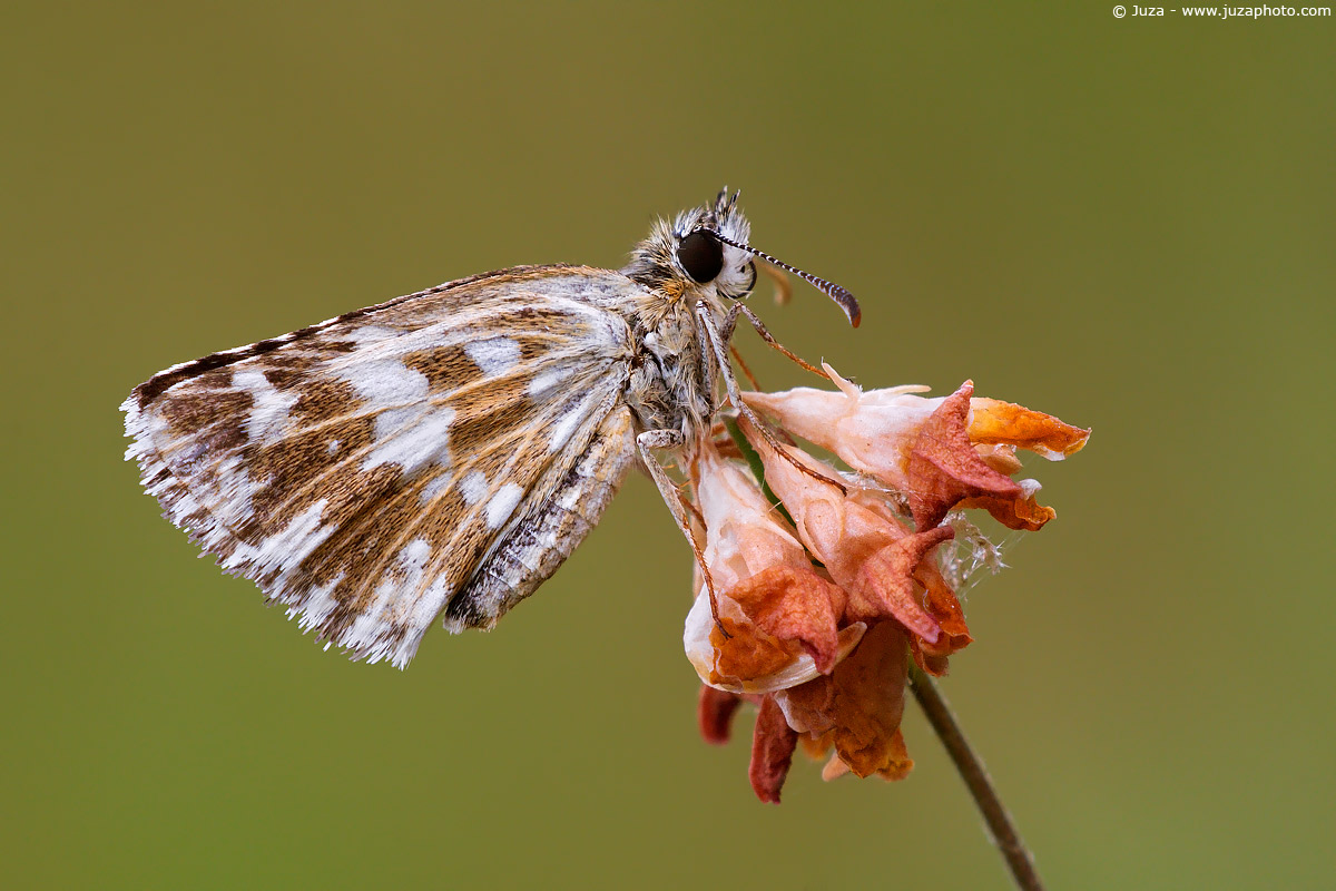 Pyrgus sp., 005875