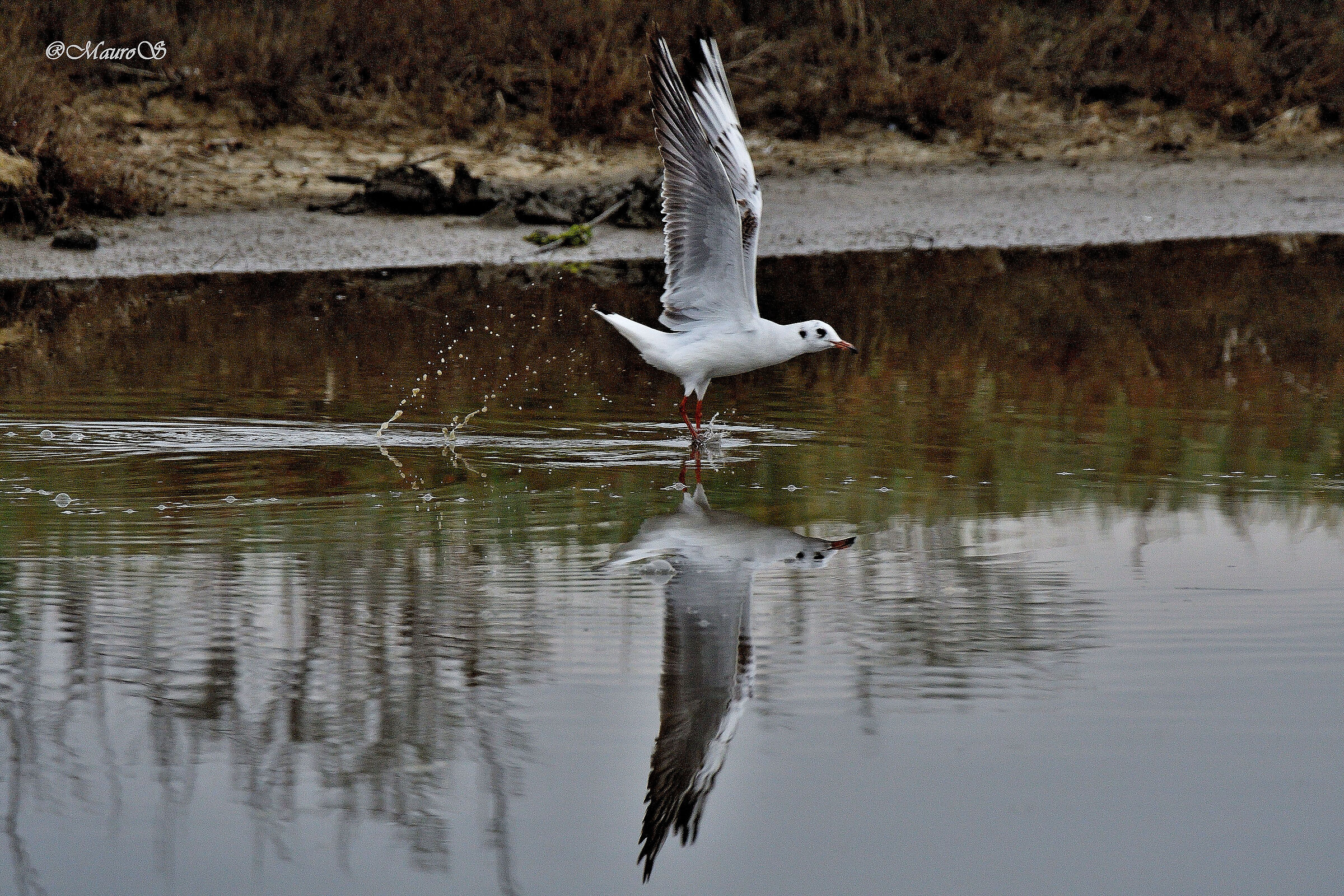 in Reflection