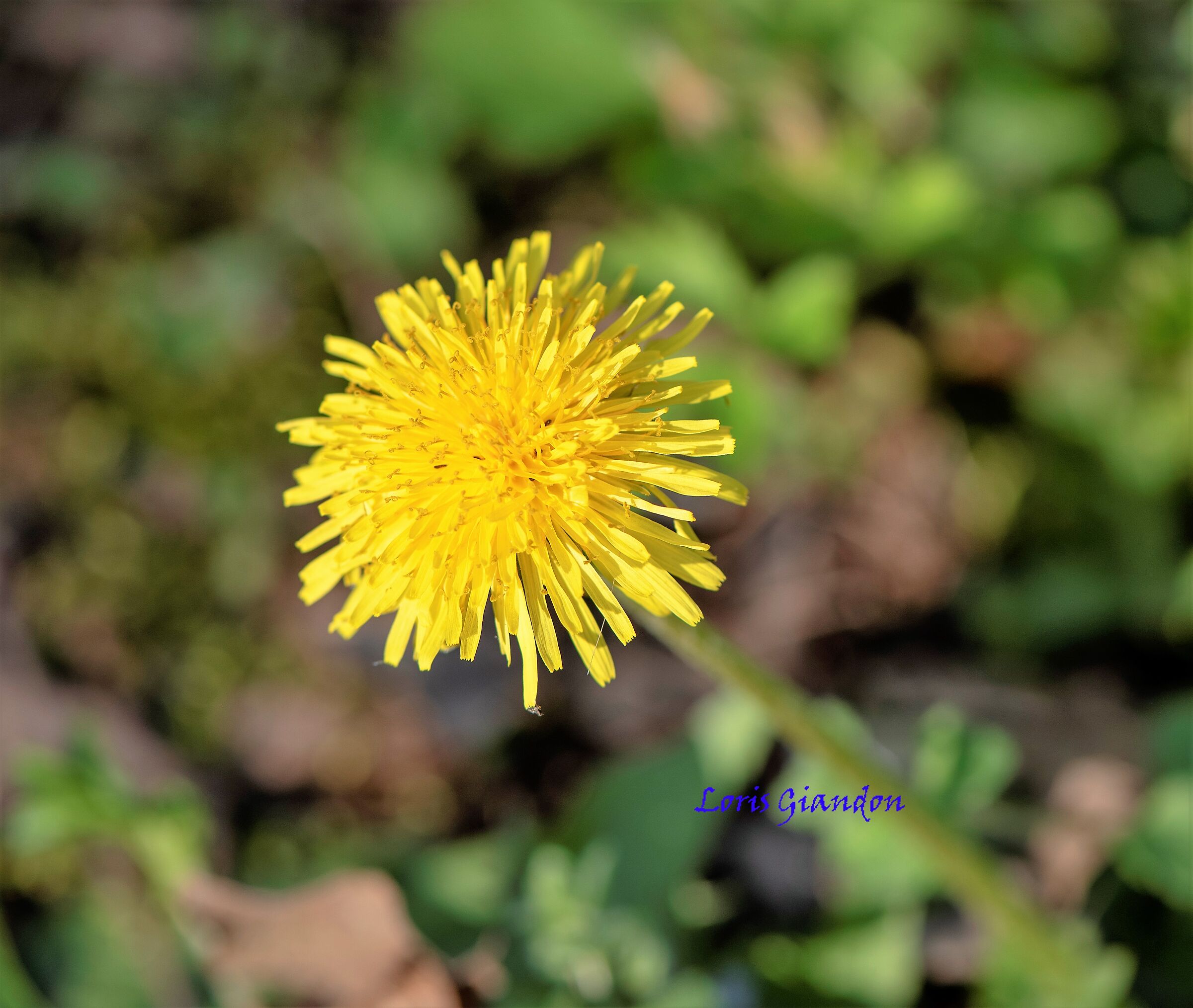 fiore