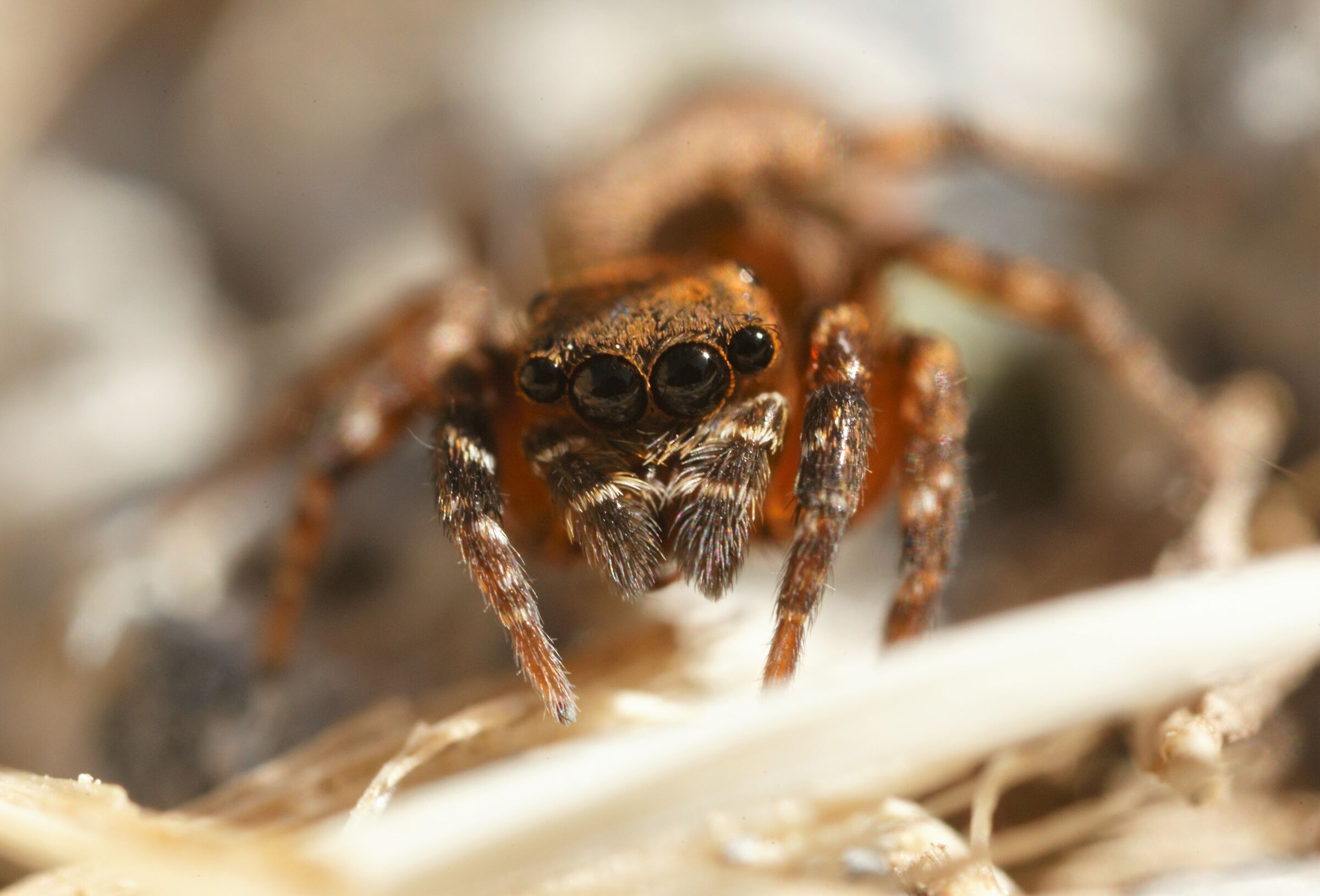 cyrba algerina salticidae