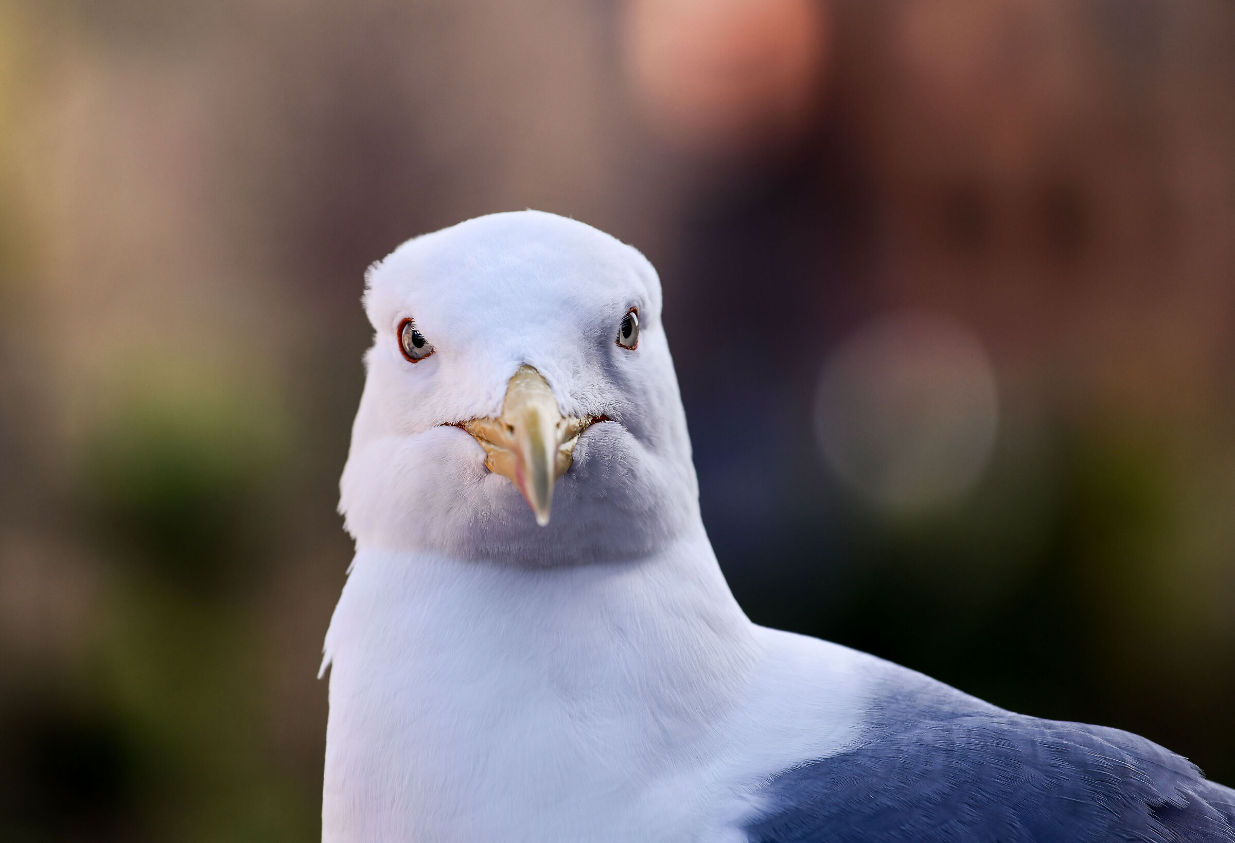 Che sguardo severo...!!
